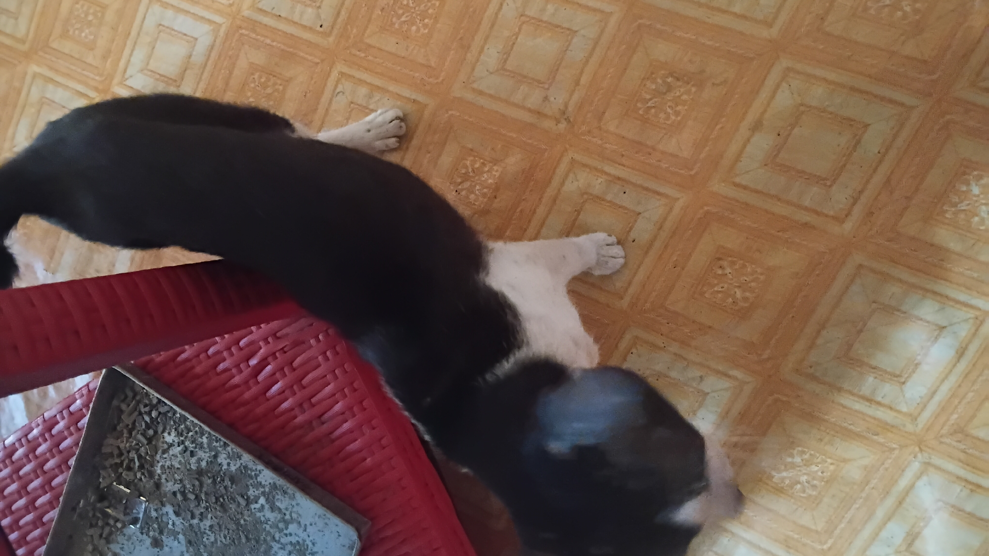 A black and white dog is standing on a tiled floor next to a red plastic chair. In the foreground, there is a metal tray filled with debris. The image appears to have been taken indoors, possibly in a home.