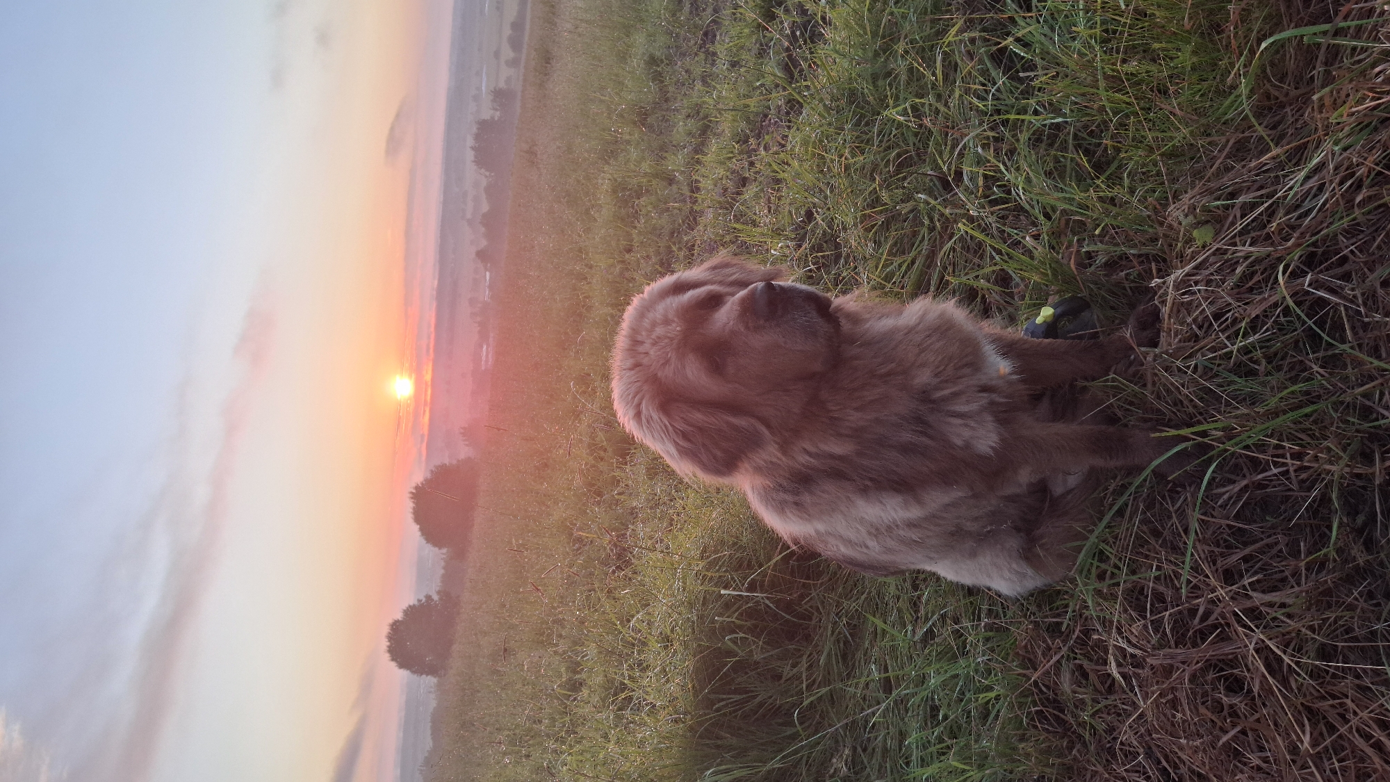 A fluffy, light brown dog is lying down in a grassy field at sunrise. The dog is facing away from the camera, with its head turned to the right. Its fur is long and appears to be somewhat wet, possibly from dew. A yellow tag is visible on its collar.
The scene is a rural landscape. The sun is low on the horizon, casting a warm, orange glow across the sky and illuminating the grass. The sky transitions from a pale blue at the top to vibrant orange and pink hues near the sun. In the distance, there are some trees and hints of a misty valley or landscape. The grass in the foreground is green with some dry, brown blades mixed in.
The time of day is clearly sunrise, suggested by the low sun and the warm, soft light. The weather appears calm and possibly a bit dewy. The overall mood is peaceful and serene, with the dog enjoying the quiet of the early morning. The location context of Kaporskoe, Russia, suggests a natural, outdoor setting. There is no visible text in the image.