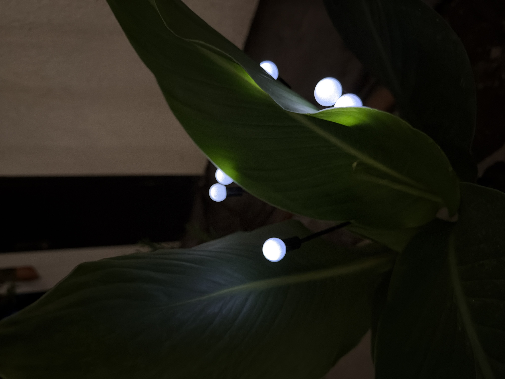 A close-up shot captures several glowing white orbs, resembling small fairy lights, attached to thin black stems. These lights are strategically placed among the large, dark green leaves of a plant, some of which are illuminated from behind by the lights. The background is dark, with hints of a textured wall and a dark doorway or opening visible. The scene appears to be indoors, likely a home or interior space. There is no identifiable location in the city of Tuapse, Russia, or any information about people or actions within the image.