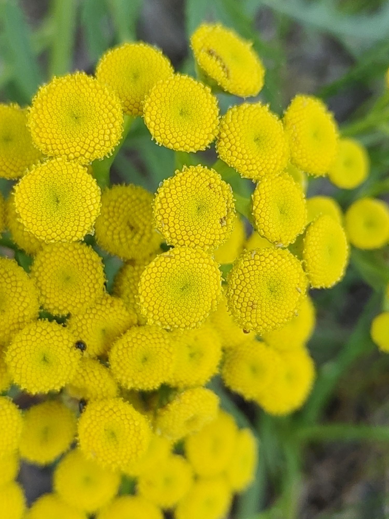 This is a close-up, vertical, eye-level shot of a cluster of bright yellow, button-like flowers, likely tansy flowers, against a blurred green and brown background. The flowers are densely packed and show a textured surface composed of many small florets. Some of the flowers are in sharp focus, revealing intricate detail, while others are softly blurred, indicating a shallow depth of field. A small, dark insect, possibly a beetle, is visible on one of the flowers in the lower left quadrant of the image. The overall lighting is bright, suggesting it was taken outdoors in daylight. The scene depicts a natural environment, possibly a garden or a wild area within the city of Hrodna, Belarus, where such flora might be found. There are no people or human activity depicted in the image.
