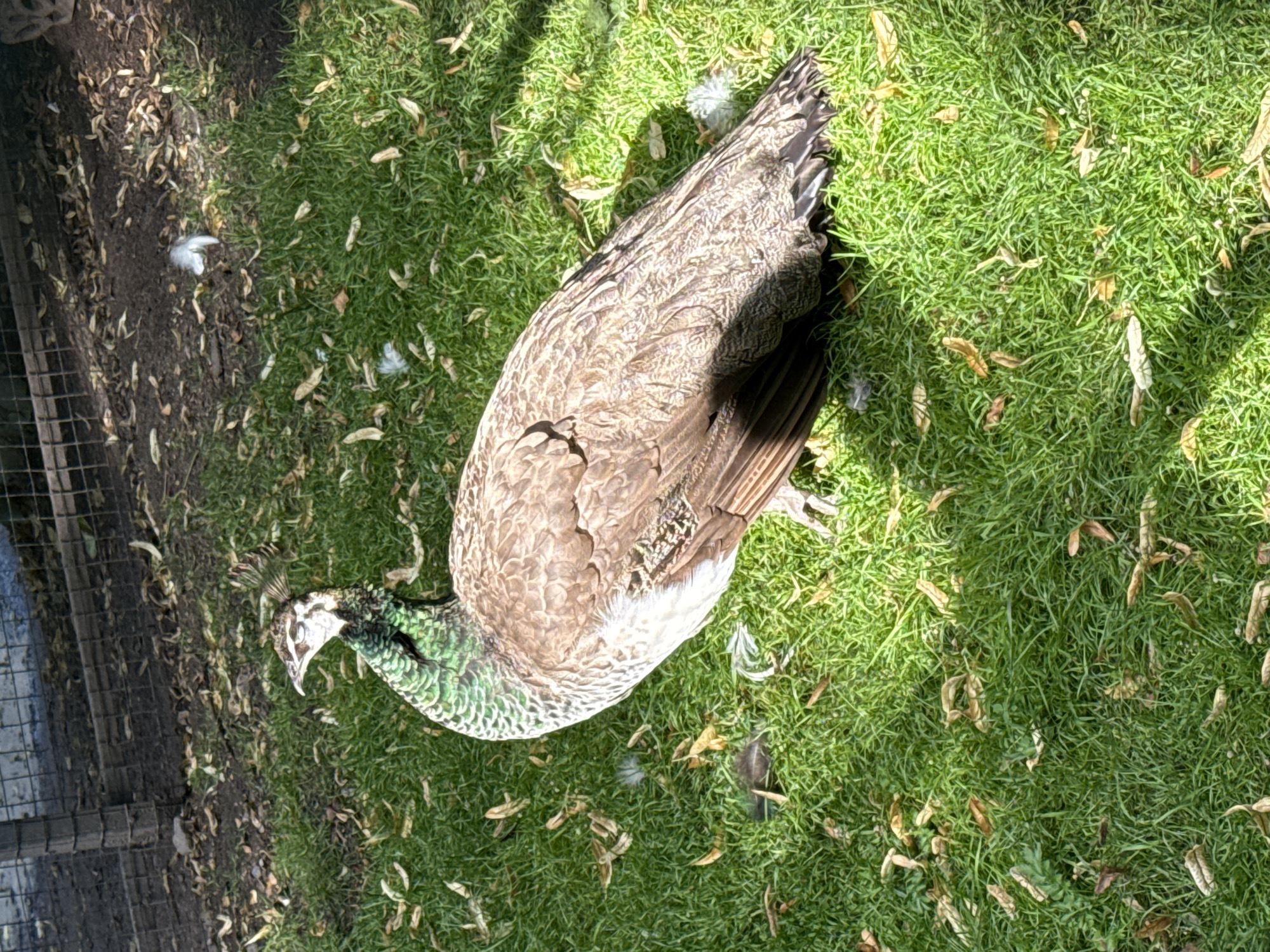 A peahen stands on a patch of green grass littered with brown leaves and white feathers. The peahen is facing left, with its head turned to the left, showing its white face with dark markings around the eyes and a crest of dark feathers on its head. Its neck is a iridescent green, and its body is covered in brown and white mottled feathers. The background shows a dirt area with a chain-link fence. The lighting suggests it is daytime, with shadows cast on the grass. The image does not provide any information about a location in Saint Petersburg, Russia.