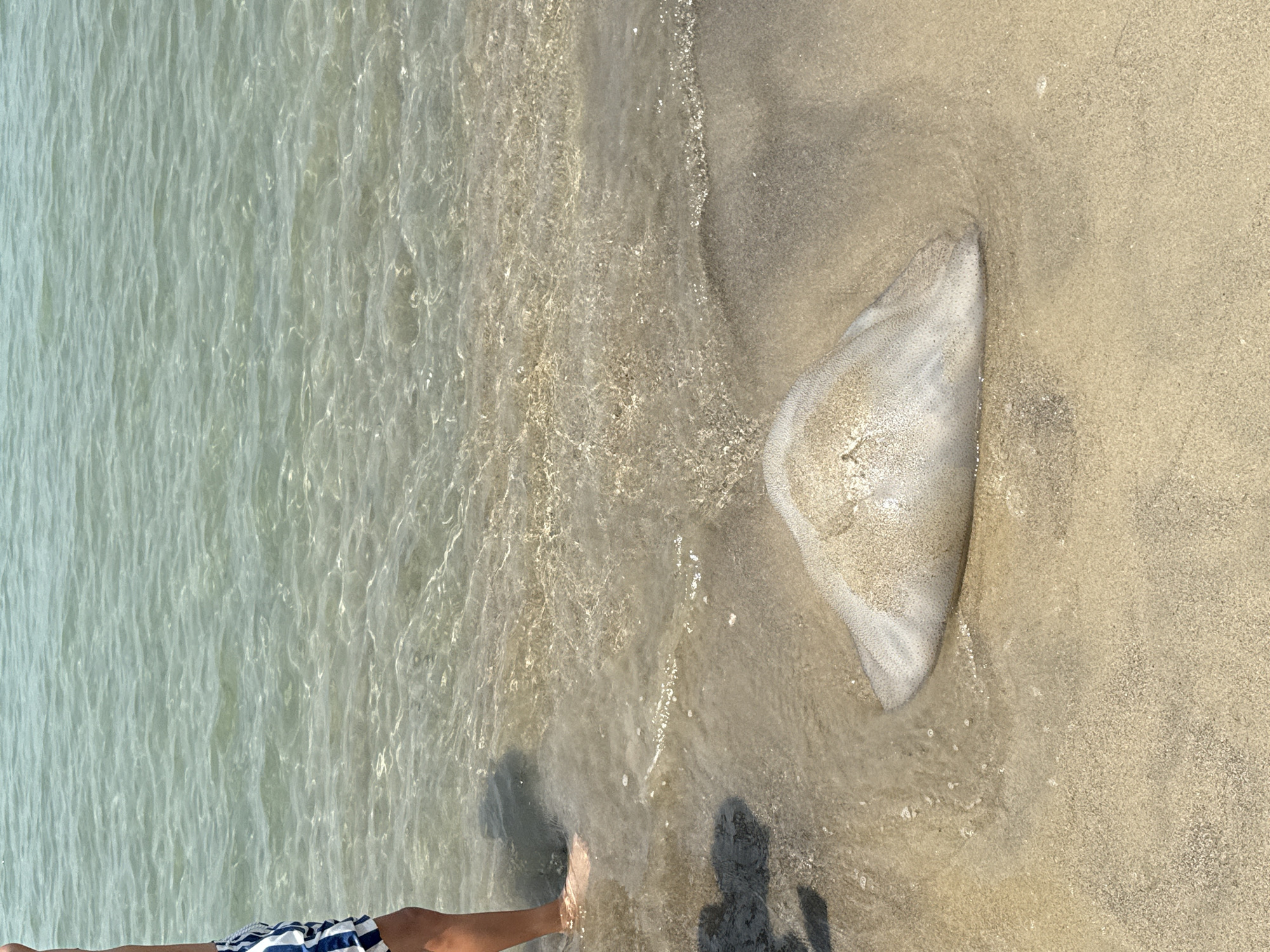 The image depicts a beach scene in Đà Nẵng, Vietnam, under clear, bright daylight. In the upper left quadrant, the lower torso and legs of a person are visible, clad in blue and white striped swim trunks. The individual stands barefoot at the water's edge, with their right foot partially submerged in shallow, clear ocean water and their left foot on wet, light-colored sand.
Centered in the lower half of the frame is a large, irregularly shaped, translucent marine organism, consistent with a beached jellyfish. It is pale white to off-white, partially covered with wet sand, and lies on the sandy shore where shallow waves break. The organism appears roughly dome-shaped, measuring approximately 60-80 cm in its longest dimension, and is partially embedded in the sand.
The background consists of calm, greenish-blue ocean water with visible surface ripples and clear visibility to the sandy bottom near the shore. The foreground is composed of fine-grained, light-colored sand, with a thin line of white foam indicating the most recent wave break. Distinct shadows from the person and another unseen object are cast on the wet sand, consistent with strong overhead sunlight. No other individuals or significant objects are visible.
