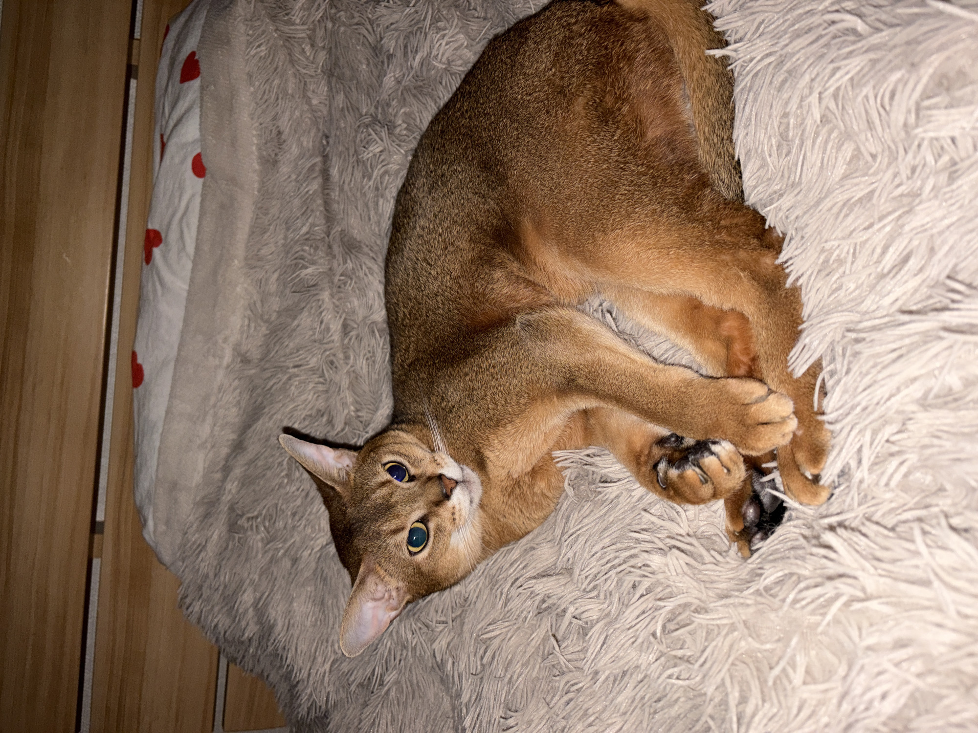 A short-haired cat with tawny and reddish-brown ticked fur is depicted lying on a light gray, long-pile synthetic blanket. The cat is positioned centrally, curled slightly to its right, with its head raised and facing forward, observing the viewer. Its eyes show potential heterochromia or light reflection artifacts, with the left eye appearing greenish-blue and the right eye yellowish-gold, both with dilated pupils. White whiskers extend from its muzzle. The cat's paws are visible, with dark paw pads on one visible front paw. In the background, behind the cat and blanket, a white pillow adorned with multiple red heart patterns is partially visible. Above the pillow, a light-colored wooden headboard or wall paneling is present. The scene is illuminated by dim, artificial lighting, consistent with an indoor environment in the city of Chaikovsky, Russia.
