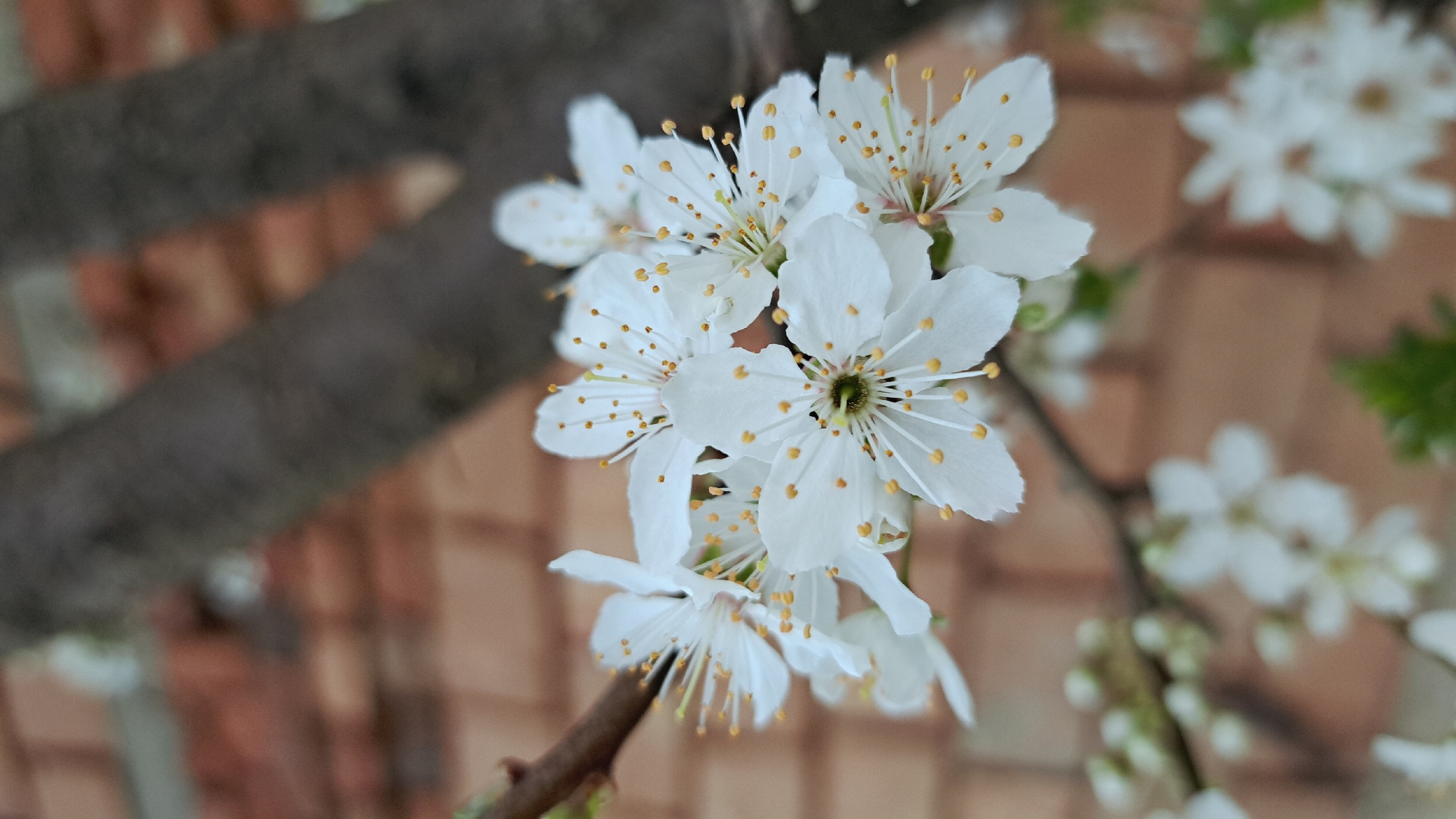 The image shows a cluster of white flowers with prominent yellow-tipped stamens, likely blossoms of a fruit tree. The flowers are positioned in the center of the frame, with a brown branch visible at the bottom and on the left. In the background, out-of-focus elements suggest a brick wall and other branches with additional flowers. The scene appears to be taken outdoors. Location: Unknown, Unknown.