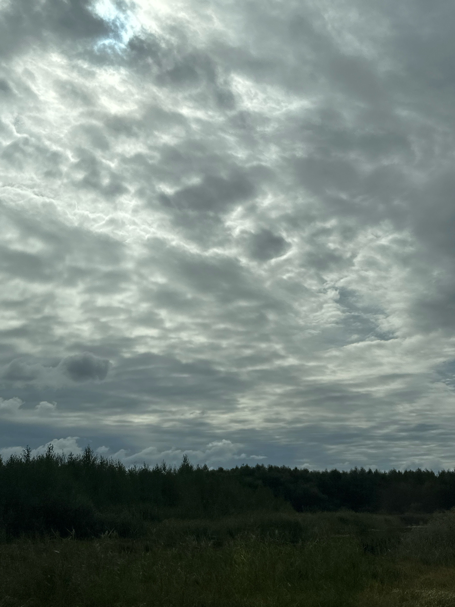 The image captures a natural landscape under a cloudy sky. In the foreground, tall grasses and reeds are visible, leading to a dark line of trees that forms the horizon. Behind the trees, the sky is filled with a dense layer of grey and white clouds, with patches of brighter sky suggesting the sun is attempting to break through. The overall impression is one of an overcast day in a rural or undeveloped area, possibly a marsh or forest edge. The location is identified as Porsky Selsoviet, Belarus, suggesting a rural Belarusian setting. There are no people or specific man-made structures depicted in the image.