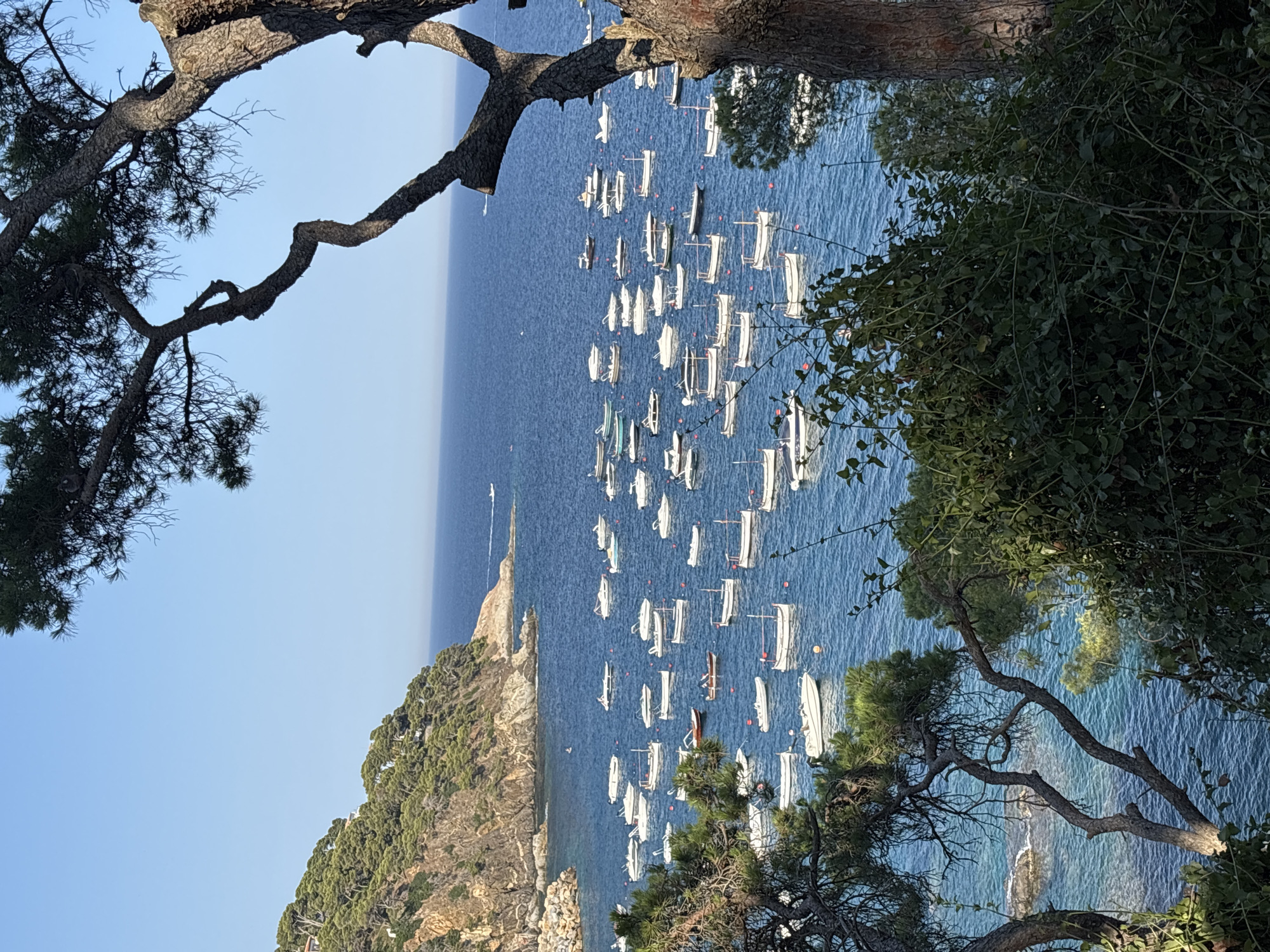 The image depicts a coastal scene in Llafranc, Spain, with a bay filled with numerous boats. The water is a deep blue, reflecting the clear sky above. The shoreline is characterized by a rocky hill covered in lush green pine trees, with some buildings visible nestled amongst them. The foreground is partially obscured by the branches and foliage of trees, framing the view of the bay. A large pine tree trunk is prominently featured on the right side of the image. The boats are of various sizes and types, mostly white, and appear to be moored or anchored. Some are small motorboats, while others are sailboats or traditional fishing vessels. The overall impression is one of a peaceful, picturesque harbor on a sunny day.