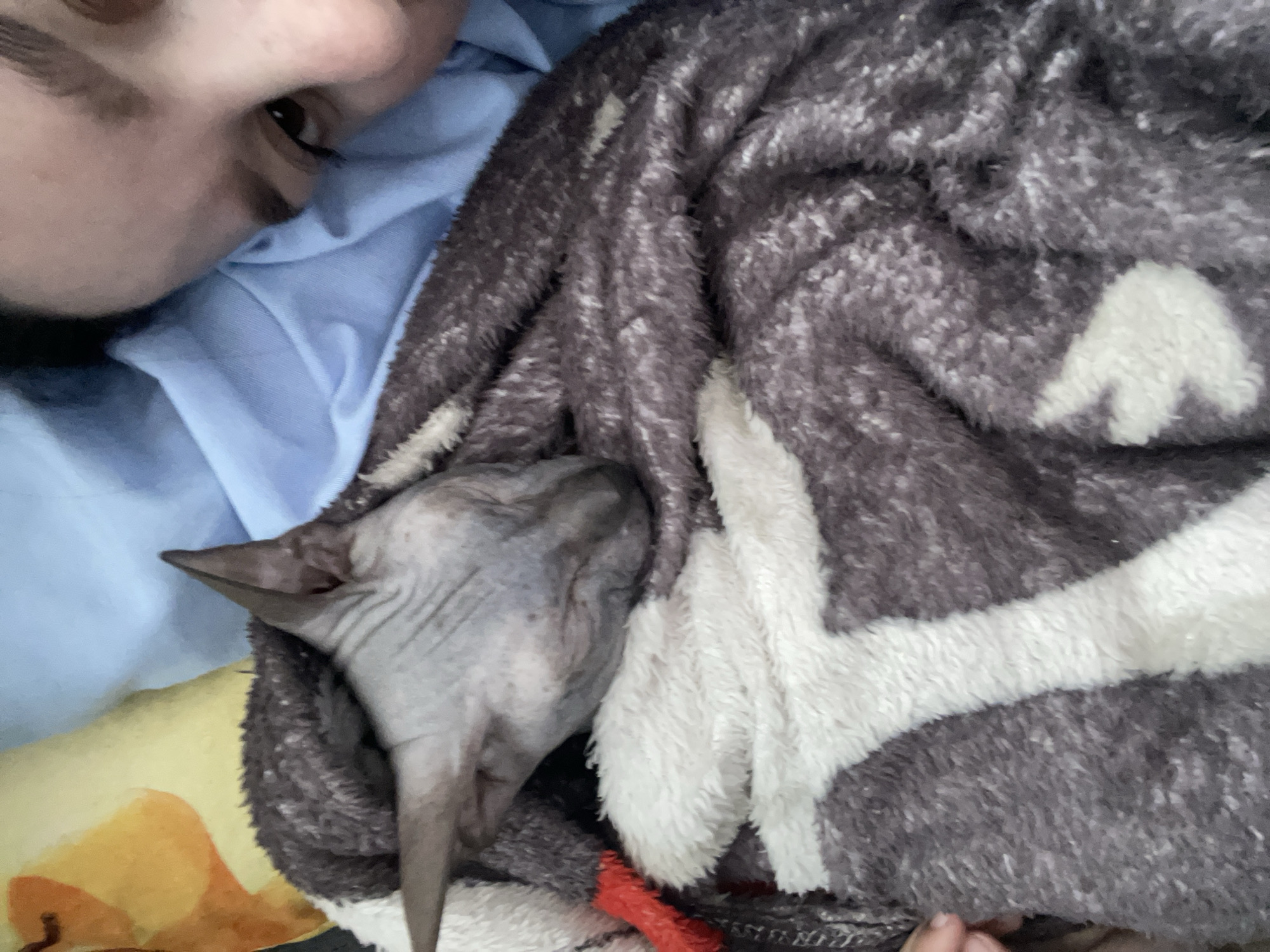 The scene, located in the city of Ольховка, Russia, depicts an indoor setting, likely a bed. A hairless Sphynx cat, light gray in color with visible wrinkles on its head, is observed sleeping, partially covered by a dark gray and white patterned fuzzy blanket. Its pointed ears are prominent. A red fabric object is visible to the cat's lower left. To the right of the frame, a human is partially visible, oriented lying down. The visible portion includes the forehead, an eyebrow, and one brown eye looking towards the camera. The human is wearing a light blue fabric, likely a shirt or part of the bedding. A yellow-orange pillow or fabric is positioned behind the cat's head.