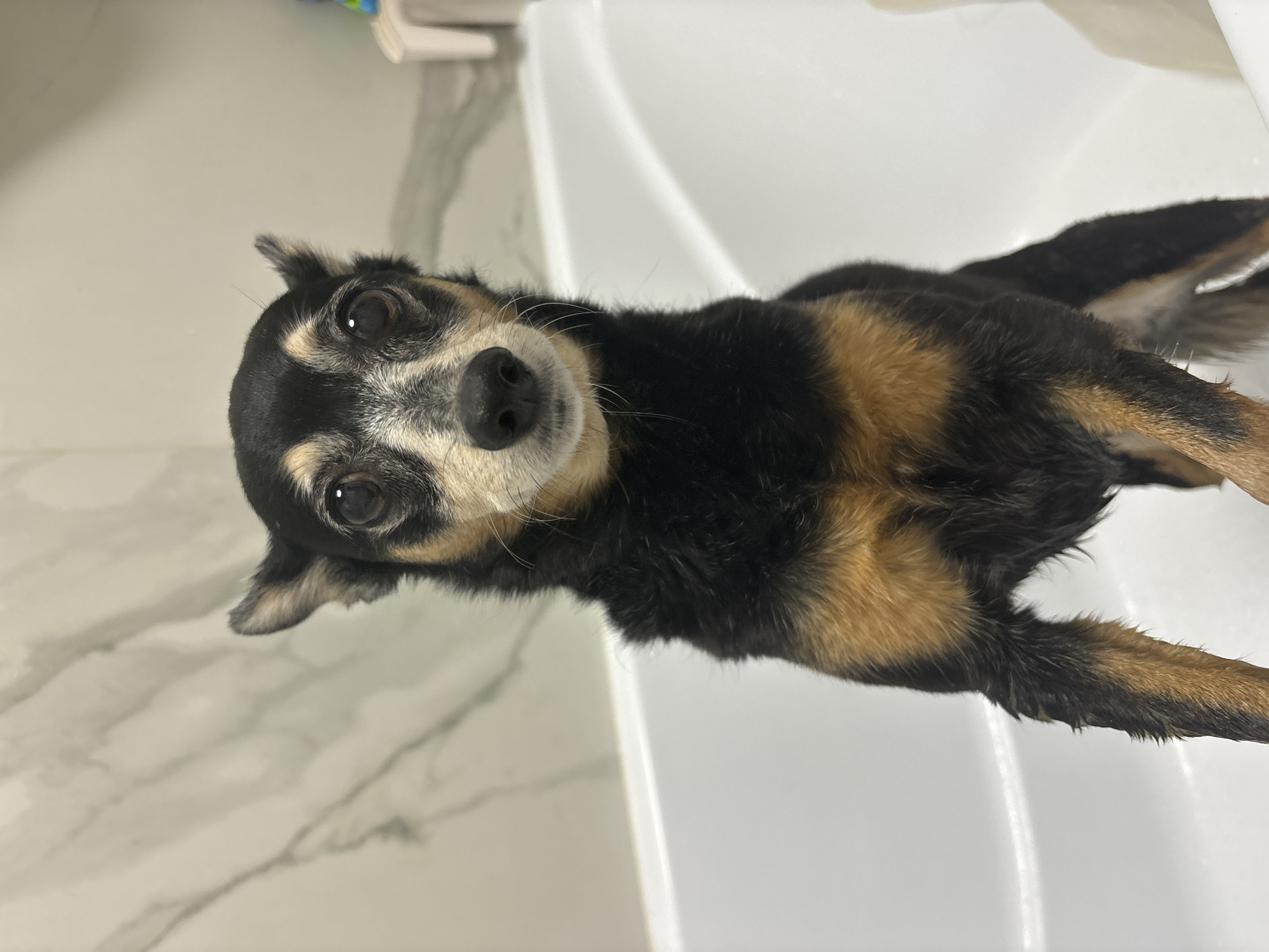 A small, short-haired dog with black, tan, and white fur is positioned in a white bathtub. The dog is looking directly at the camera, appearing to be wet. The background consists of a white marble-patterned wall. The location is an indoor bathroom environment, possibly a domestic setting, in the city of Unknown, Unknown.
