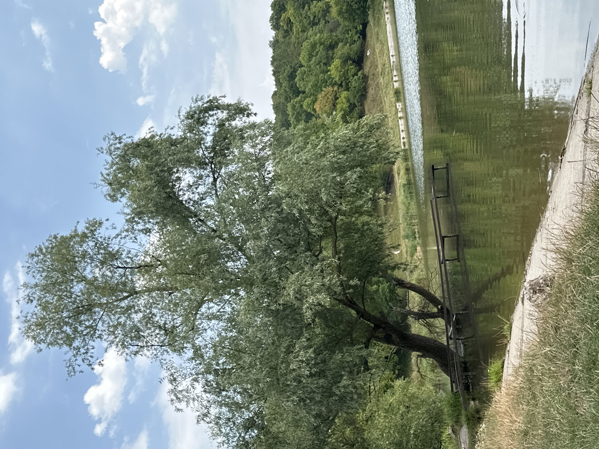 The image depicts a serene natural scene with a large, leafy tree dominating the left side, its branches extending over a calm body of water. A wooden pier, partially submerged and angled into the water, is visible beneath the tree's canopy. The water's surface reflects the surrounding greenery and the sky, which is a pale blue with scattered white clouds. On the right side of the image, a densely wooded hillside rises, its trees a mix of greens with a hint of autumn color on one tree. The foreground shows a grassy embankment leading down to a concrete path along the water's edge. The overall impression is one of a tranquil park or natural reserve. The location is identified as Makiv, Ukraine.