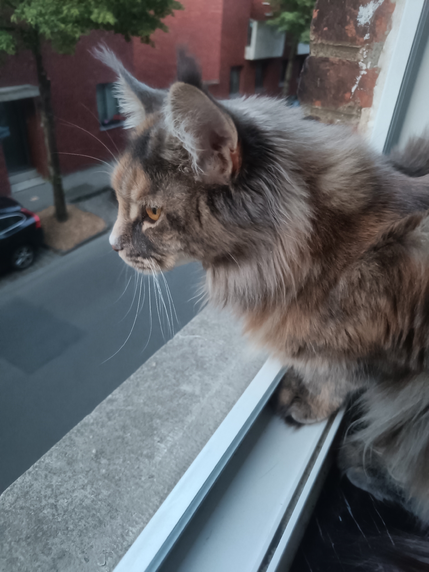 A Maine Coon cat is perched on a windowsill, looking out over a street. The cat has grey and brown fur, amber eyes, and long whiskers. The windowsill is concrete, and there's a window frame. Outside, there is a road with a black car parked on the side, a tree, and brick buildings, typical of Leuven, Belgium. The cat is the main subject, and it is interacting with its environment by observing it.