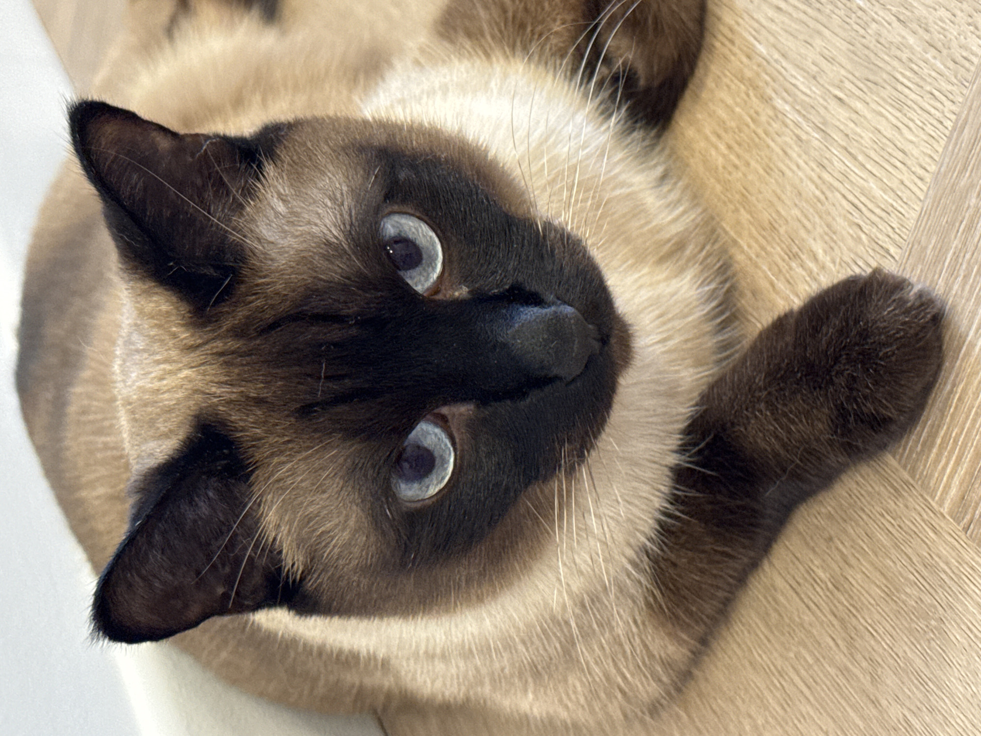 A close-up, eye-level, outdoor shot captures a Siamese cat with striking blue eyes and dark brown points on its ears, face, and paws. The cat's fur transitions from a creamy beige on its body to a rich brown on its extremities. It rests on a light-colored wooden floor, possibly in a residential setting. The background is softly blurred, suggesting a shallow depth of field. The image does not depict Saint Petersburg, Russia, or any urban environment.