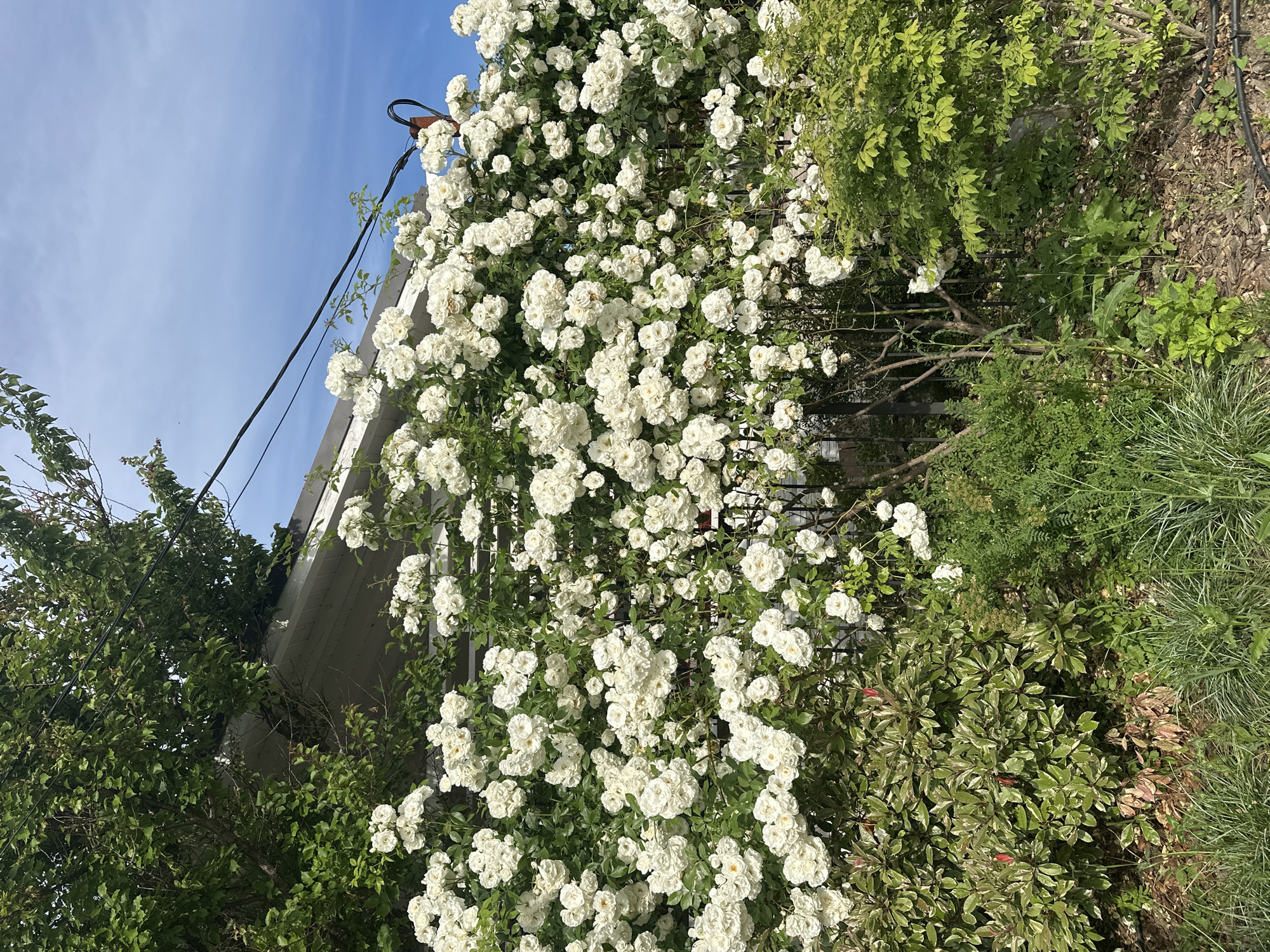 A cluster of white roses is climbing up a black metal fence in front of a white house. The house has a slanted roof, and there are green trees and bushes surrounding it. The sky is blue with some white clouds. There are power lines above the roses and the house. The roses are dense and cover most of the fence. The image is taken from a low angle, looking up at the roses and the house. The lighting suggests it is daytime.
