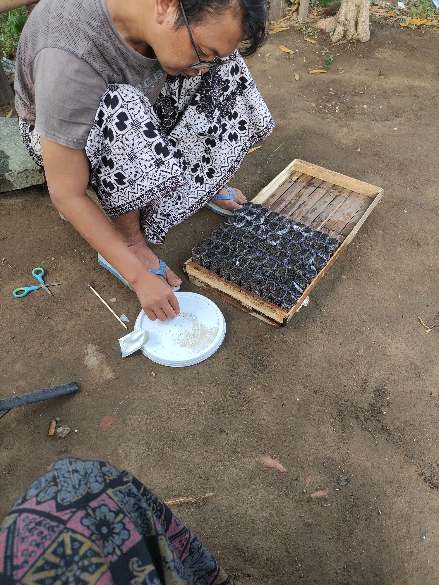 In Tiudan, Indonesia, a person wearing a grey t-shirt and a patterned sarong crouches on the ground. The individual is focused on a white circular container filled with a white powdery substance, holding a small silver packet and a thin stick, suggesting they are preparing seeds or a planting medium. Beside them, a wooden tray contains numerous small, dark seed packets arranged in neat rows. A pair of small blue scissors lies on the ground nearby. The environment appears to be outdoors with a dirt floor, an out-of-focus tree in the background, and a stone on the left. The overall scene depicts a hands-on activity related to gardening or agriculture.