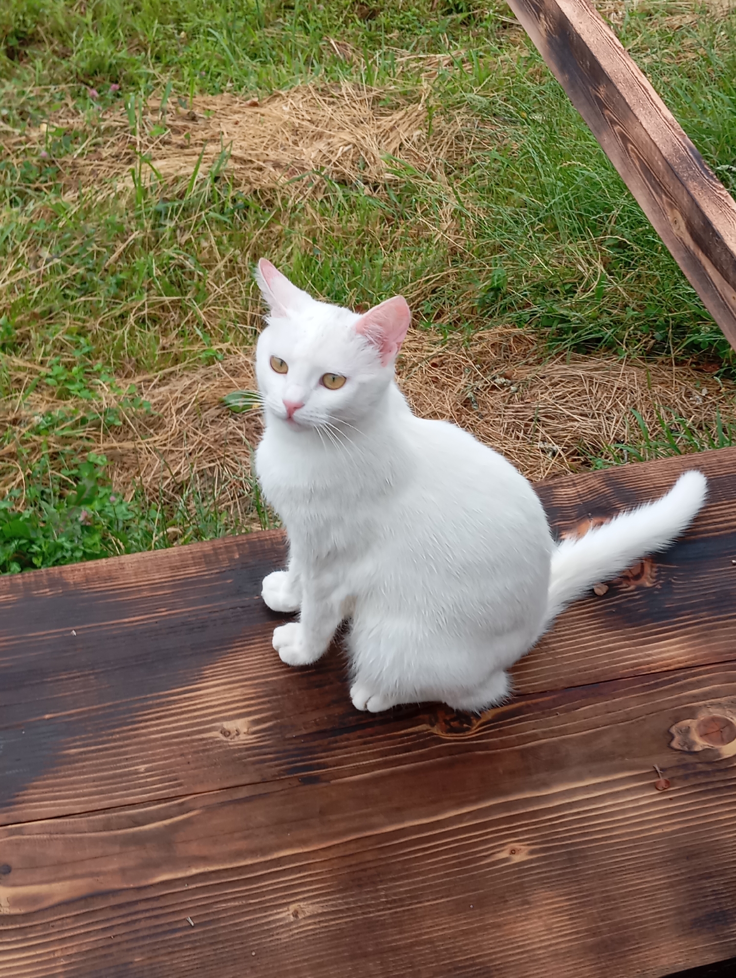A white cat with yellow eyes sits on a dark wooden bench. The bench is placed outdoors, with grass and dry vegetation in the background. A wooden plank is visible in the upper right corner of the frame. The cat is facing towards the left of the frame and appears alert. The lighting suggests it is daytime. The location is identified as Parnaut, Abkhazia.