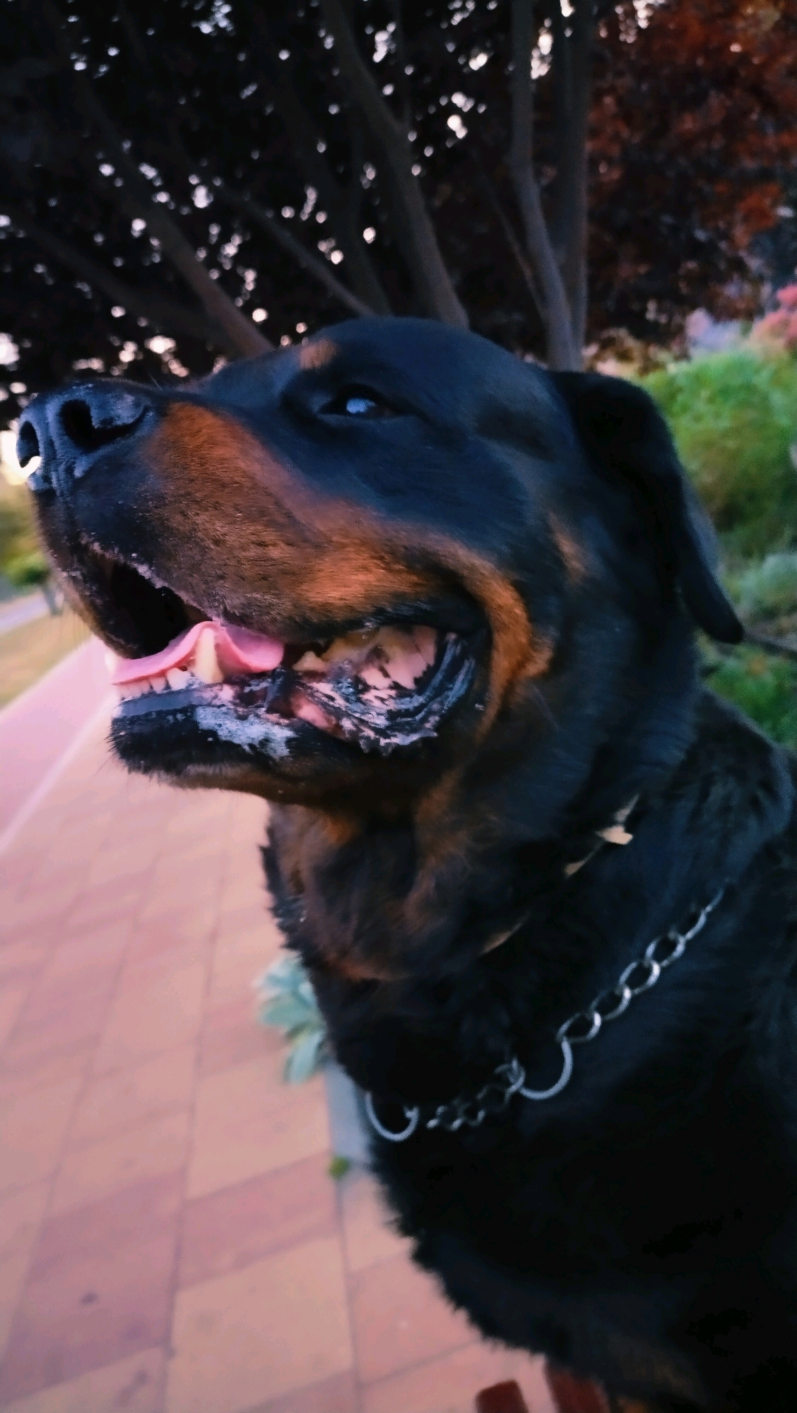 A Rottweiler dog, with its mouth open and panting, is captured in a close-up, eye-level, outdoor shot. The dog's tongue is visible, and there appears to be some white residue on its teeth and gums. It is wearing a metal chain collar. The background is blurred but suggests a park-like setting with trees, foliage, and a paved walkway. The lighting indicates it might be dusk or dawn. The image does not contain any identifiable landmarks or clues that would place it specifically in Horishni Plavni, Ukraine.
