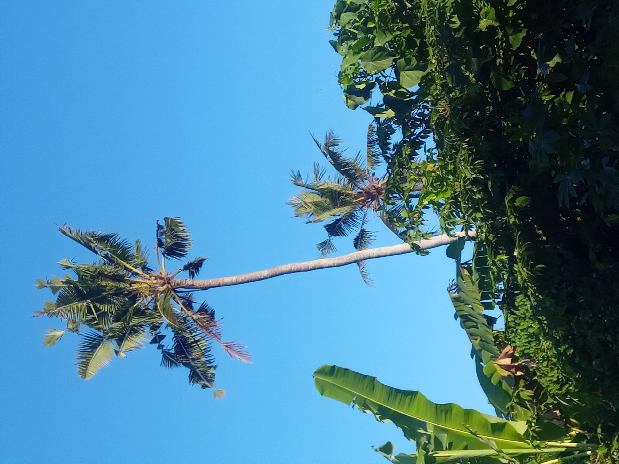 The image shows a clear blue sky above a dense canopy of lush green foliage. Prominently featured are two tall palm trees, one on the left with its fronds extending towards the top left of the frame, and another, taller one to the right of center, with its trunk curving slightly to the left as it reaches skyward. Several large, broad green leaves of a banana plant are visible on the far left of the image. The rest of the scene is filled with a variety of leafy green trees and bushes, with some older, brown leaves interspersed within the greenery. The overall impression is of a tropical, natural environment. The photograph was taken in Blahbatuh, Indonesia.