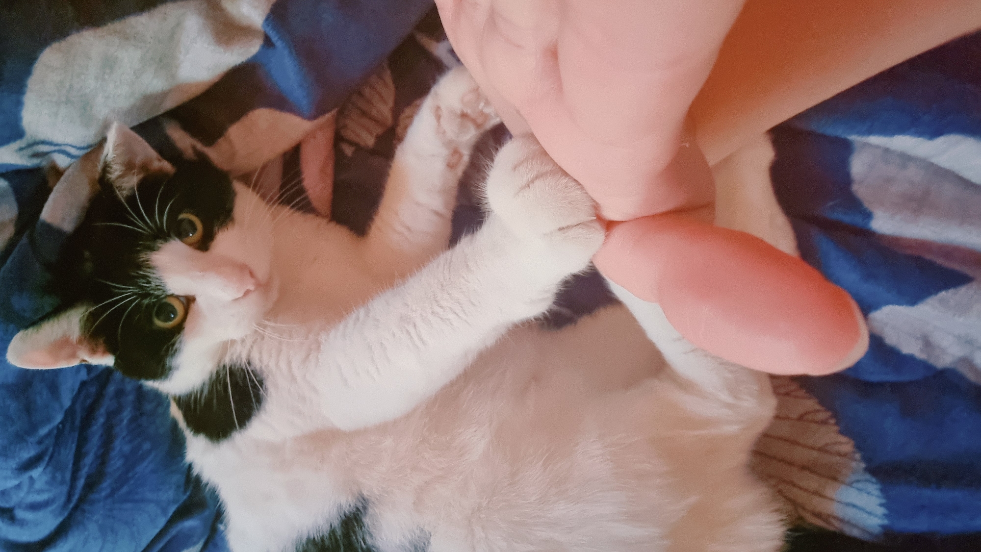 A cat with black and white fur is lying on a bed with a blue patterned blanket, interacting with a human hand. The location is Dunnae-myeon, South Korea.