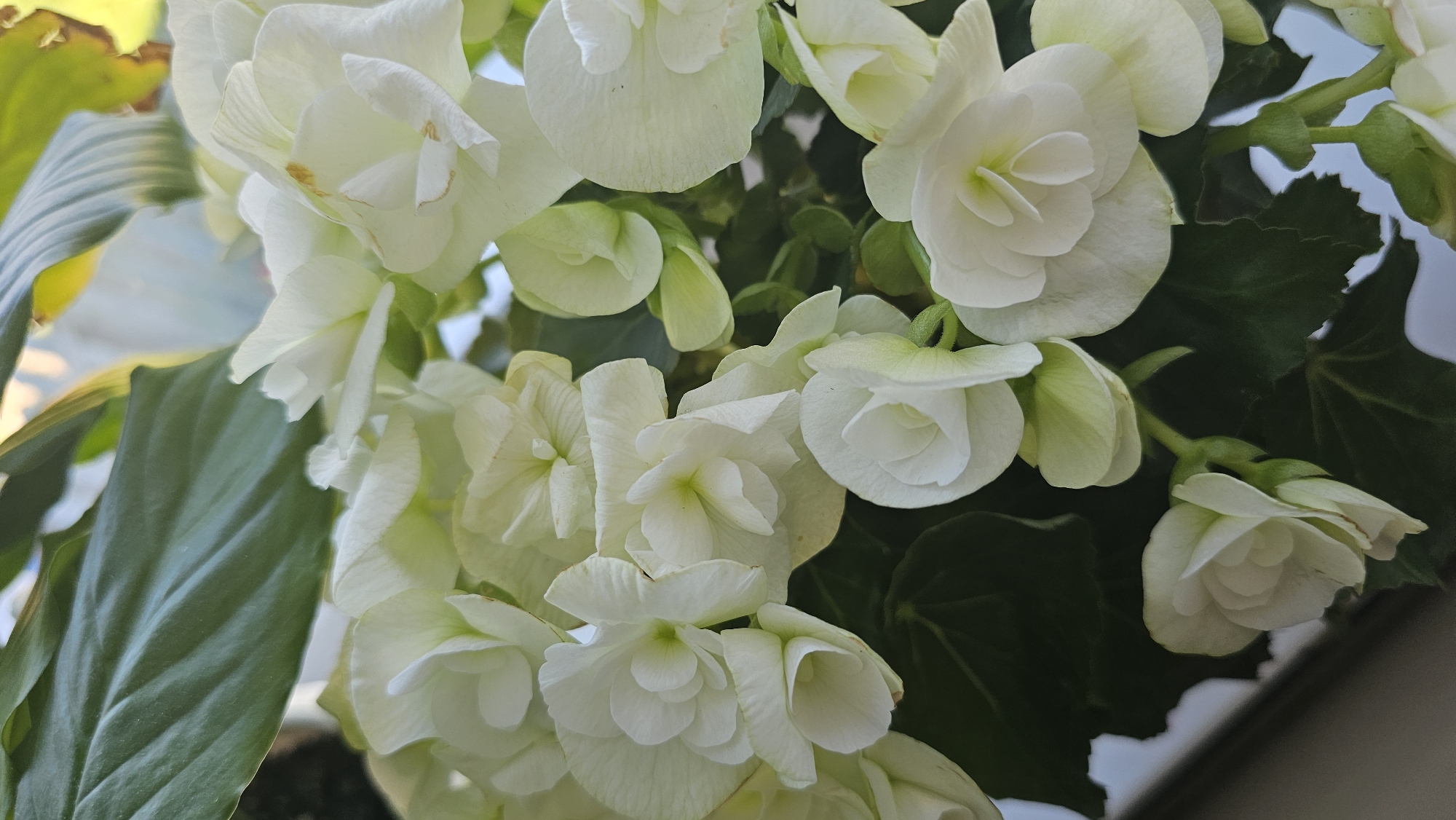 The image features a cluster of white begonia flowers with lush green leaves. The location is unknown. The photograph is a close-up shot, capturing the intricate details of the petals and foliage.