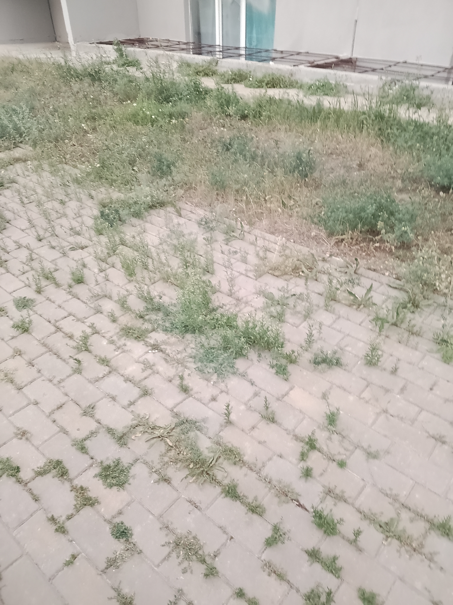 The image depicts an overgrown area with weeds and grass encroaching on a paved walkway. The walkway appears to be made of rectangular concrete pavers, some of which are partially obscured by vegetation. The background shows a building with a wall and a window or glass structure. The overall scene suggests an outdoor environment in a state of disrepair or neglect. The location of Abay, Kazakhstan is provided as context. There are no people or specific actions evident in the image.