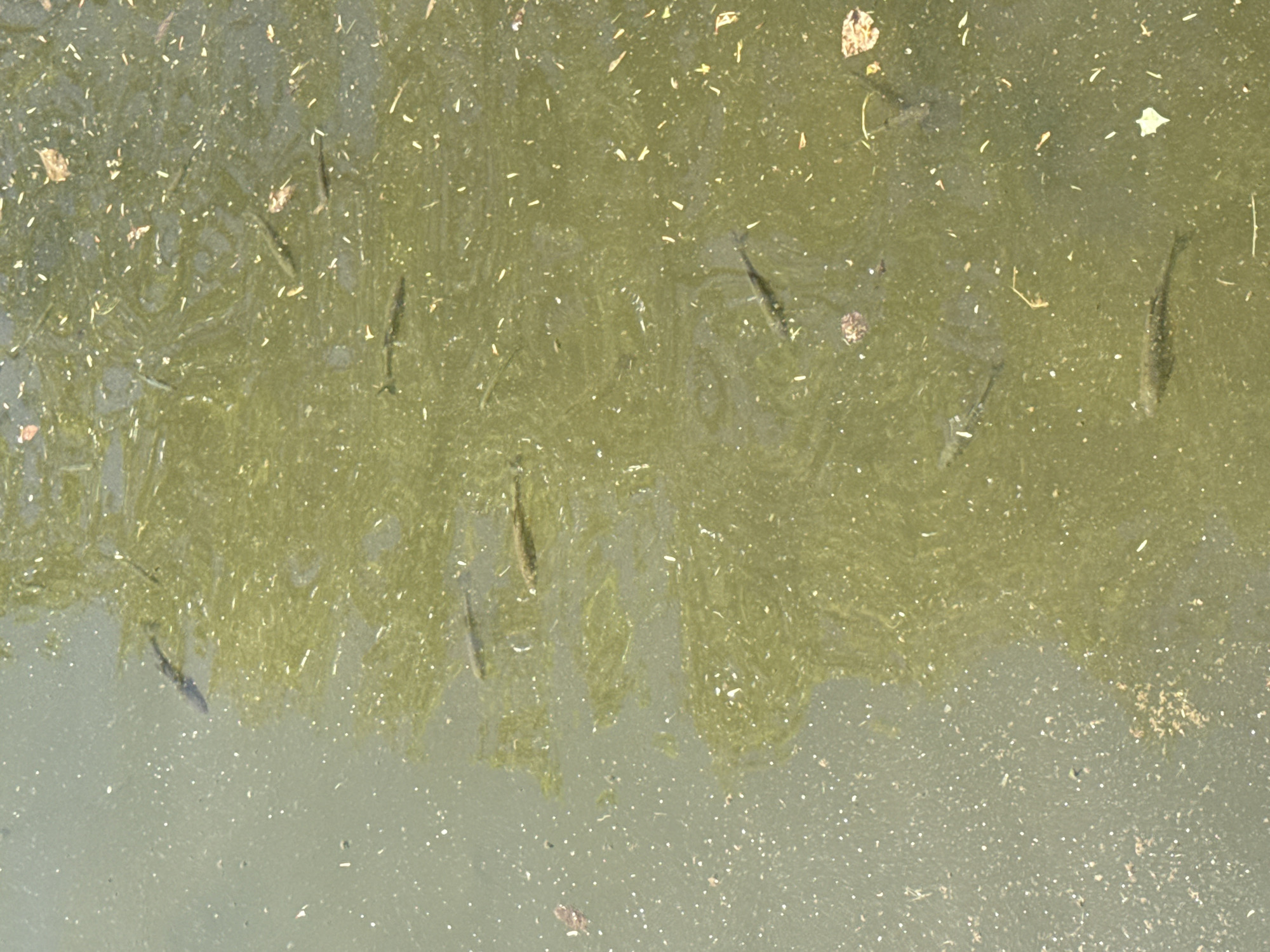 The image shows murky, greenish-brown water covered with debris, including leaves and small particles. Several dark, slender shapes are visible beneath the surface, appearing to be fish. The location is in a city in Pleven, Bulgaria, but without additional information, a more precise geographic placement is impossible.