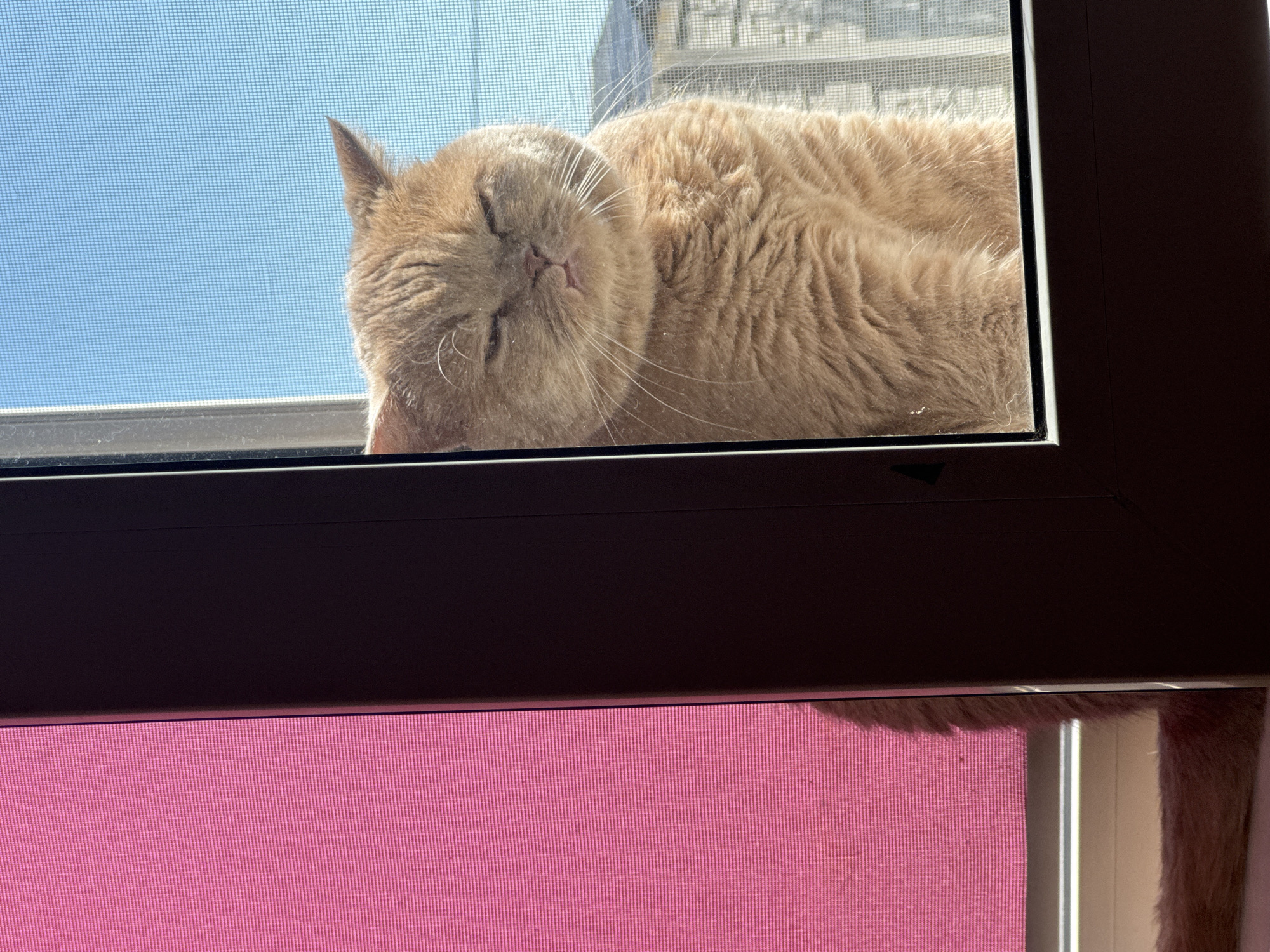A fluffy, ginger-colored cat with closed eyes is positioned partially behind a window frame. The cat is looking towards the right side of the frame, with its head slightly tilted. Its fur is illuminated by sunlight, creating a warm glow. To the left of the cat and window, a vibrant pink fabric is visible, possibly a curtain or shade. The background beyond the window shows a bright blue sky and a blurred cityscape with buildings. The overall scene appears to be an indoor setting by a window, with the cat enjoying the sunlight.
