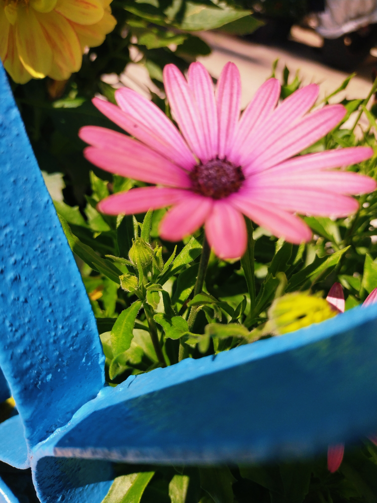 This is a close-up, low-angle, outdoor photograph of a pink daisy with a dark center, in focus in the foreground. Behind the daisy, out of focus, is a yellow flower and green foliage. A textured, bright blue object, possibly a decorative fence or garden stake, diagonally crosses the lower left and bottom of the frame. The lighting suggests it is daytime, with sunlight casting shadows. The photograph was taken in the city of Horishni Plavni, Ukraine. There are no people or animals visible in the image.