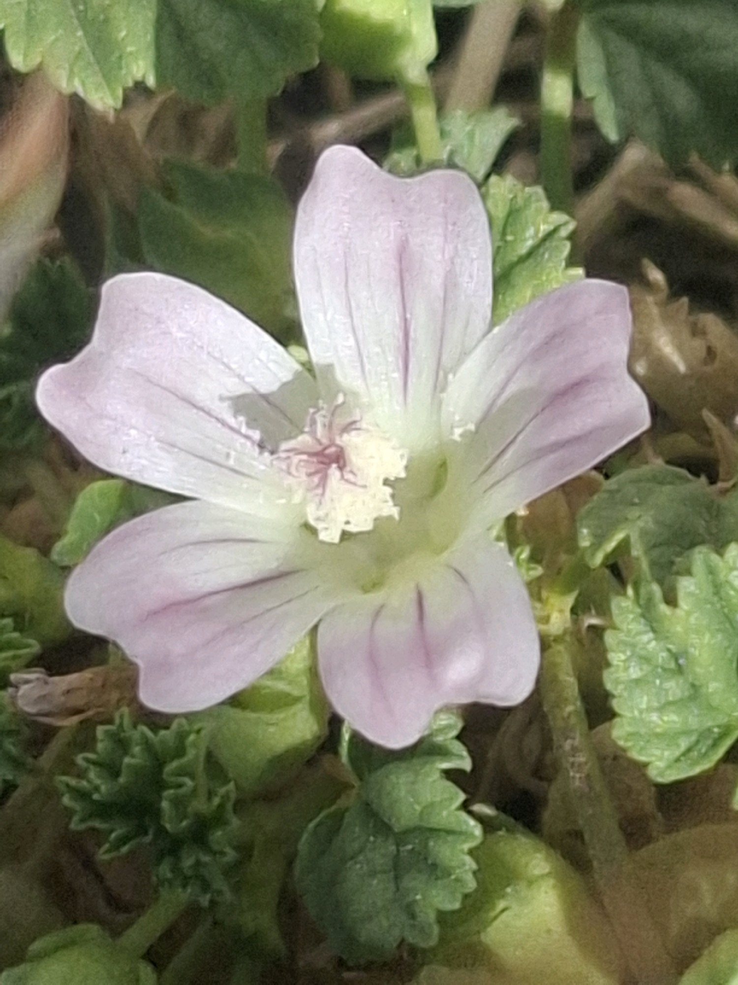 A close-up, overhead view of a delicate, pale pink flower with five petals. The petals are slightly translucent and feature faint, darker pink veins. The center of the flower is a pale yellow with intricate pink stamens. The flower is surrounded by lush green foliage, some of which is serrated. The background is a blur of brown and green, suggesting an outdoor, natural environment. The image does not contain any people, actions, or interactions. The location in Almaty, Kazakhstan, is not discernible from the visual information presented in the image.