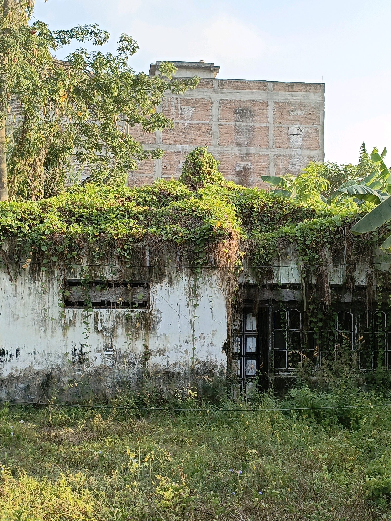 The image shows an overgrown, abandoned building in Bulukumba, Indonesia. The building is a two-story structure with a weathered facade covered in white paint that is peeling and stained. The upper part of the building is obscured by dense green foliage, with vines and plants cascading over the roofline. There are several windows visible, some boarded up and others covered by overgrown plants. The lower part of the building features a row of windows with dark frames, partially hidden by vegetation. In the background, a larger, unfinished brick building is visible, suggesting a construction project that has been left incomplete. The foreground is a dense thicket of grass and plants, indicating the site is unmaintained. The sky is visible at the top of the image, appearing clear and bright. The scene evokes a sense of decay and neglect.