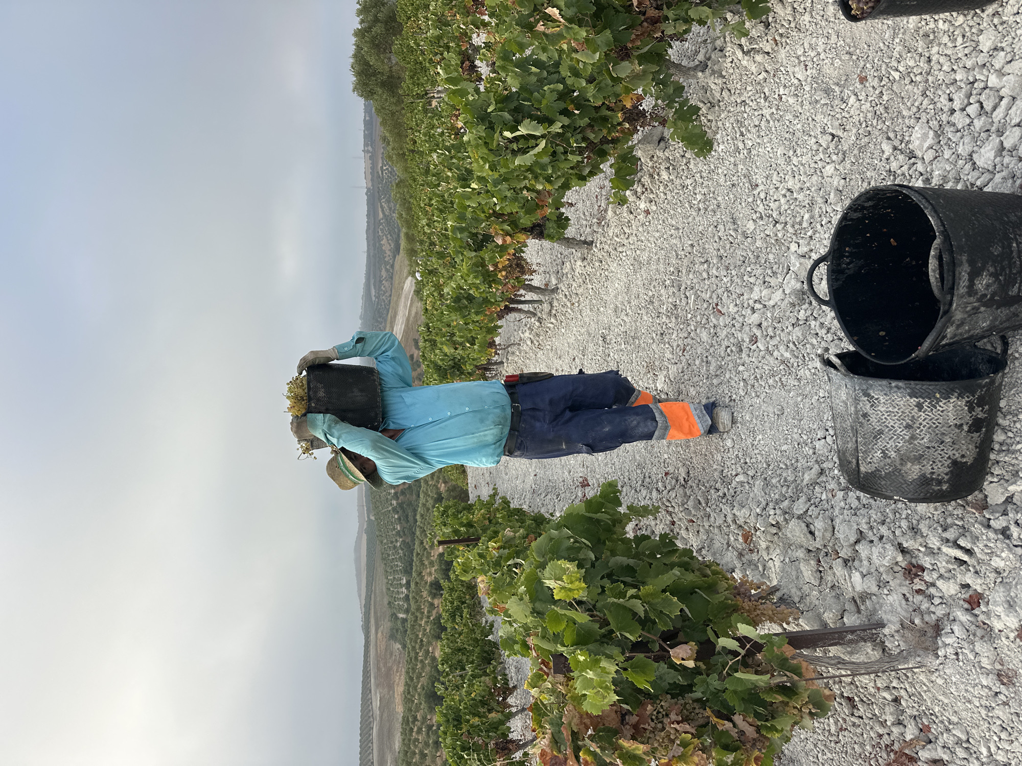 In San José del Valle, Spain, a person wearing a straw hat, blue shirt, and dark pants with bright orange leg coverings is walking through a vineyard, carrying a dark bucket filled with grapes over their head. The person is surrounded by rows of grapevines with green and some yellowing leaves, laden with bunches of grapes. The ground is covered in white gravel. Several empty black buckets are visible on the ground in the foreground. In the background, rolling hills with olive trees and more vineyards stretch towards a hazy sky. The scene appears to be during a grape harvest.