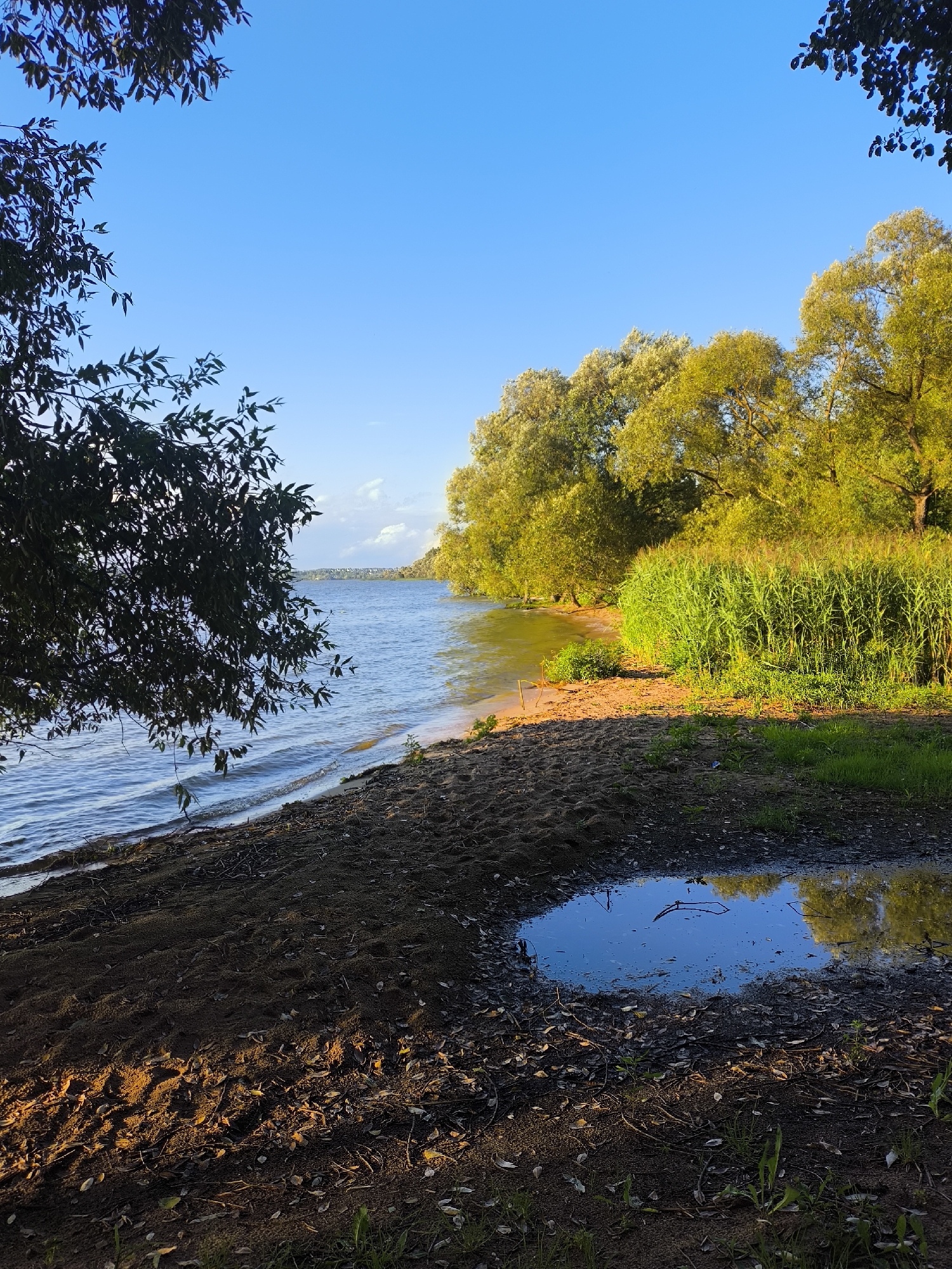 The image depicts a tranquil lakeside scene in the village of Zhdanovichi, Belarus. The foreground is dominated by a sandy shore, with a puddle of water reflecting the blue sky and surrounding trees. To the left, the gentle waves of a lake lap against the shore. Beyond the water, a dense line of reeds grows, backed by a canopy of lush green trees. The scene is bathed in the warm, golden light of what appears to be either sunrise or sunset, casting long shadows across the sand. The sky is clear and bright blue, with a few wispy clouds visible in the distance. No people or animals are visible in the frame. The overall atmosphere is one of peaceful natural beauty.