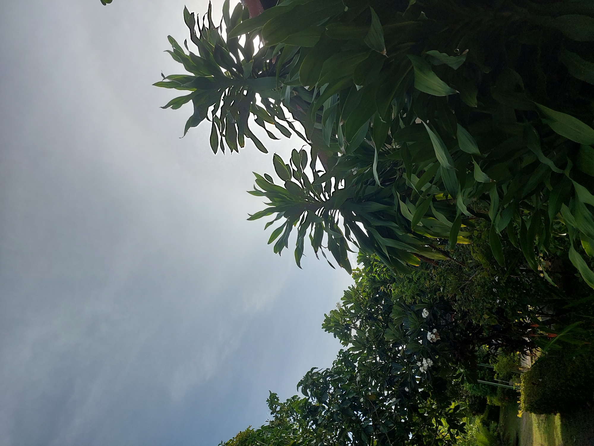 A low-angle shot captures a lush garden scene against a bright, hazy sky in Baan Mae Nam, Thailand. The foreground is dominated by the dense, dark green foliage of several large plants, their broad, elongated leaves catching the diffused sunlight. To the left, a cluster of trees with smaller leaves and scattered white flowers forms a contrasting texture. A section of manicured green hedge and a glimpse of a grassy area are visible in the lower left quadrant, suggesting a well-maintained garden space. The overall impression is one of a tropical, verdant environment bathed in the soft light of daytime. There are no people or animals present in the image.