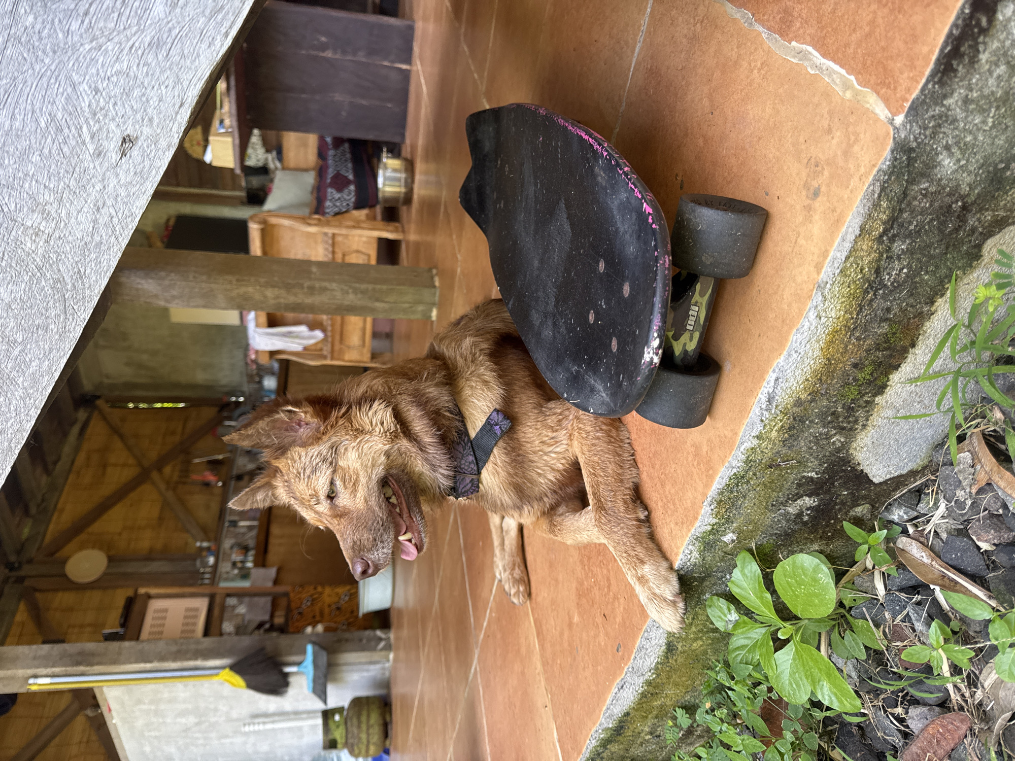 A medium-sized, wet, tan-colored dog with a black collar is lying on a brown tile floor next to a black skateboard. The skateboard is positioned at an angle, with its black wheels resting on the floor. The dog is lying partially under the skateboard. The ground nearby has some plants. The background shows the interior of a wooden structure. The city of Kediri, Indonesia is not discernible from the image.
