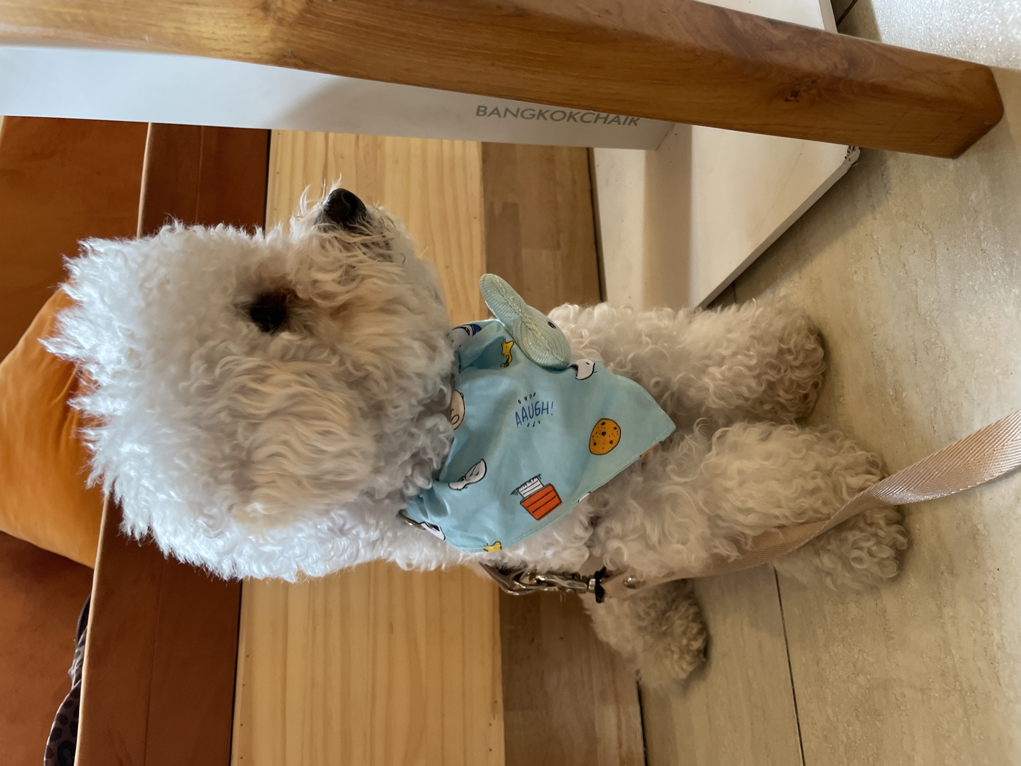 A white, curly-haired dog wearing a light blue bandana with cartoon images lies on a light-colored tile floor under a chair. The chair has "BANGKOKCHAIR" printed on a white surface. The dog has a silver-colored leash attached to its collar. The floor appears to be made of light-colored tiles. A portion of a wooden structure and an orange cushion are also visible. The location is Baan Hin Kong, Thailand.