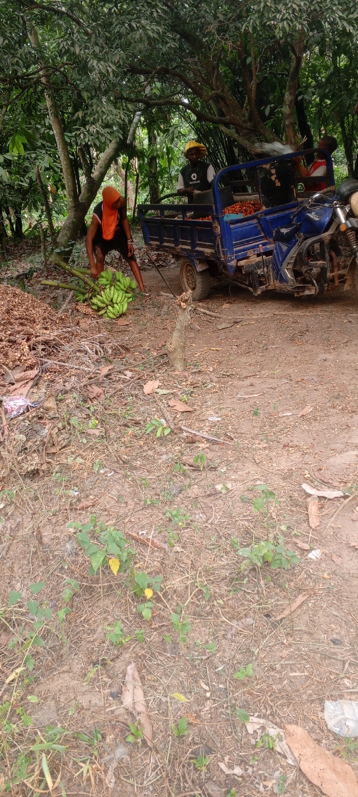 A man in an orange head covering is cutting a bunch of green bananas. Behind him, a blue motor tricycle is partially loaded with what appears to be orange produce. Two other people are on the motor tricycle. The area is filled with trees, and the ground is dirt with vegetation.