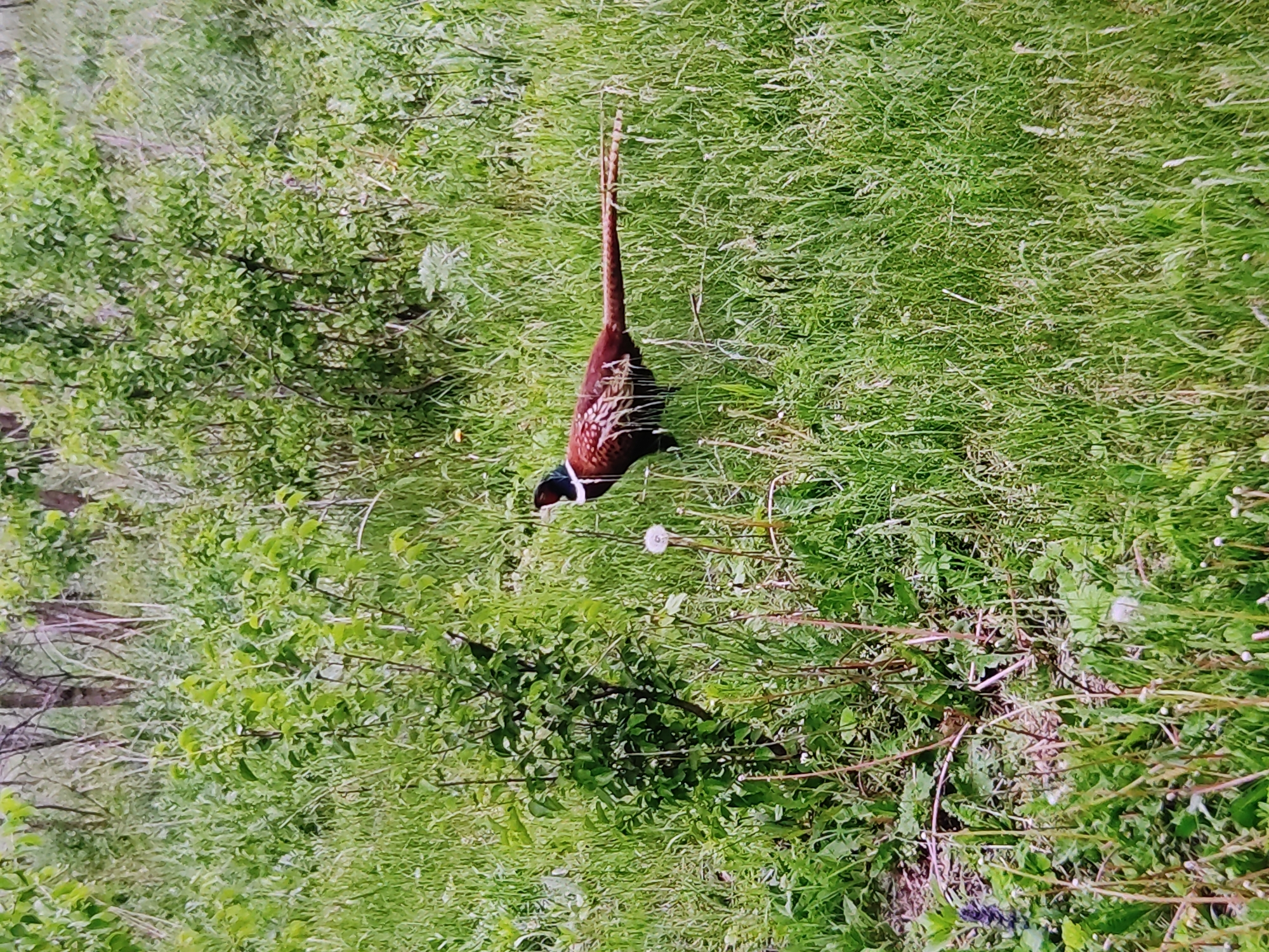 A male pheasant with a long tail is standing in a grassy field with scattered bushes and trees in the background. The pheasant is reddish-brown with black and white markings on its neck and body. It is facing to the right, with its head slightly lowered. The field is green and overgrown with tall grass and weeds. There are a few dandelions visible in the foreground. The scene appears to be a natural outdoor environment, likely a meadow or woodland edge, located in Marianivka, Ukraine.