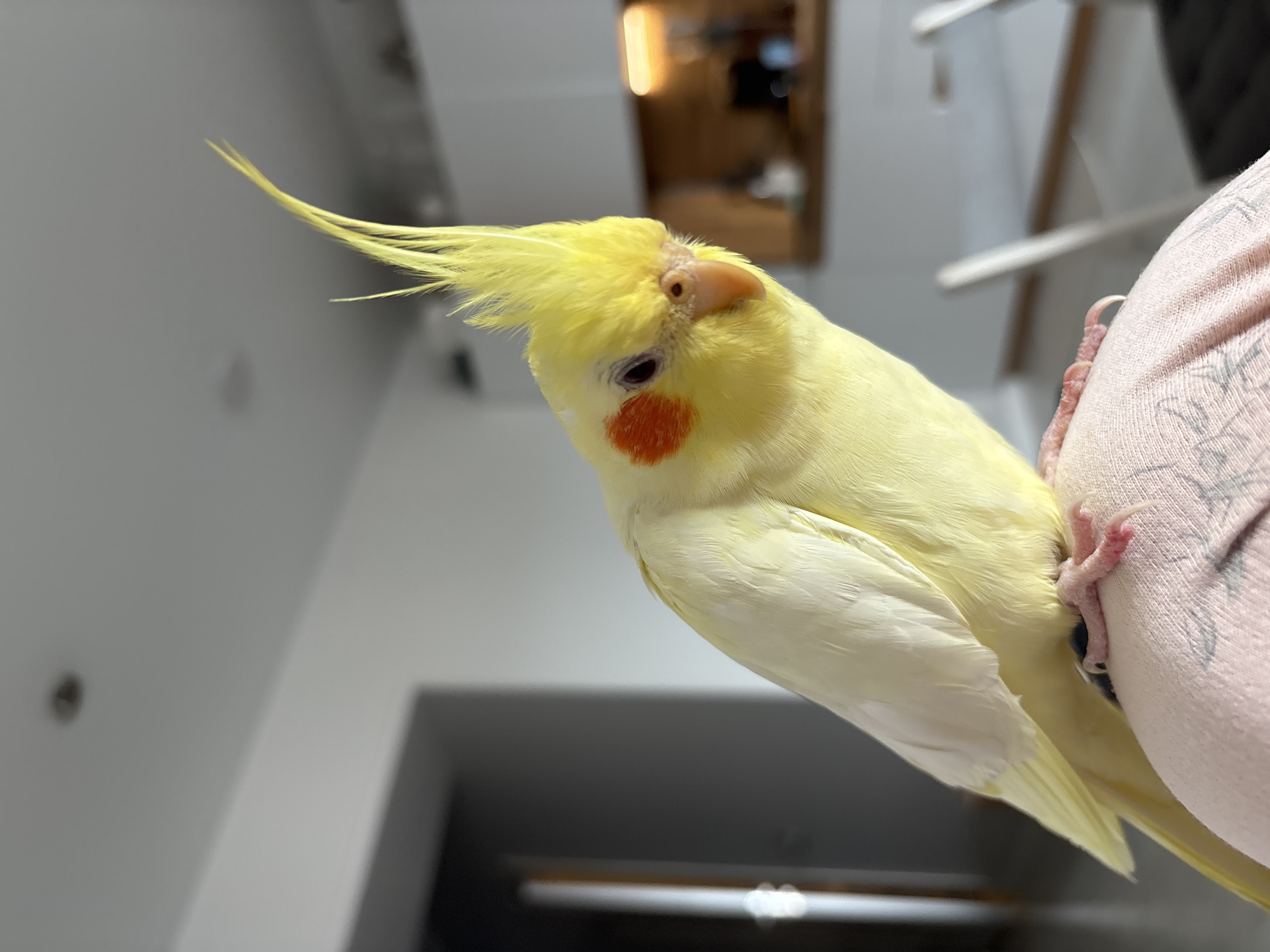 A light yellow cockatiel with distinct orange cheek patches and a prominent yellow crest is the central subject of this close-up, eye-level shot. The bird is perched on what appears to be a person's shoulder or arm, covered in a light pink fabric with a subtle pattern. The cockatiel's small, pinkish-gray feet with sharp claws are visible gripping the fabric. Its beak is a soft peach color, and one dark eye is visible, giving the bird an alert and curious expression as it looks slightly upwards and to the right.
The background is an indoor setting, mostly out of focus. It features light-colored walls, possibly white or light gray, and hints of architectural details like doorframes or shelves. A warm, bright light source, possibly a lamp or ceiling fixture, casts a golden glow in the upper background. The overall lighting suggests an interior space, likely a home, in Krasnoyarsk, Russia. The perspective is from slightly below the bird, emphasizing its form and interaction with its human companion. No visible text is present in the image.