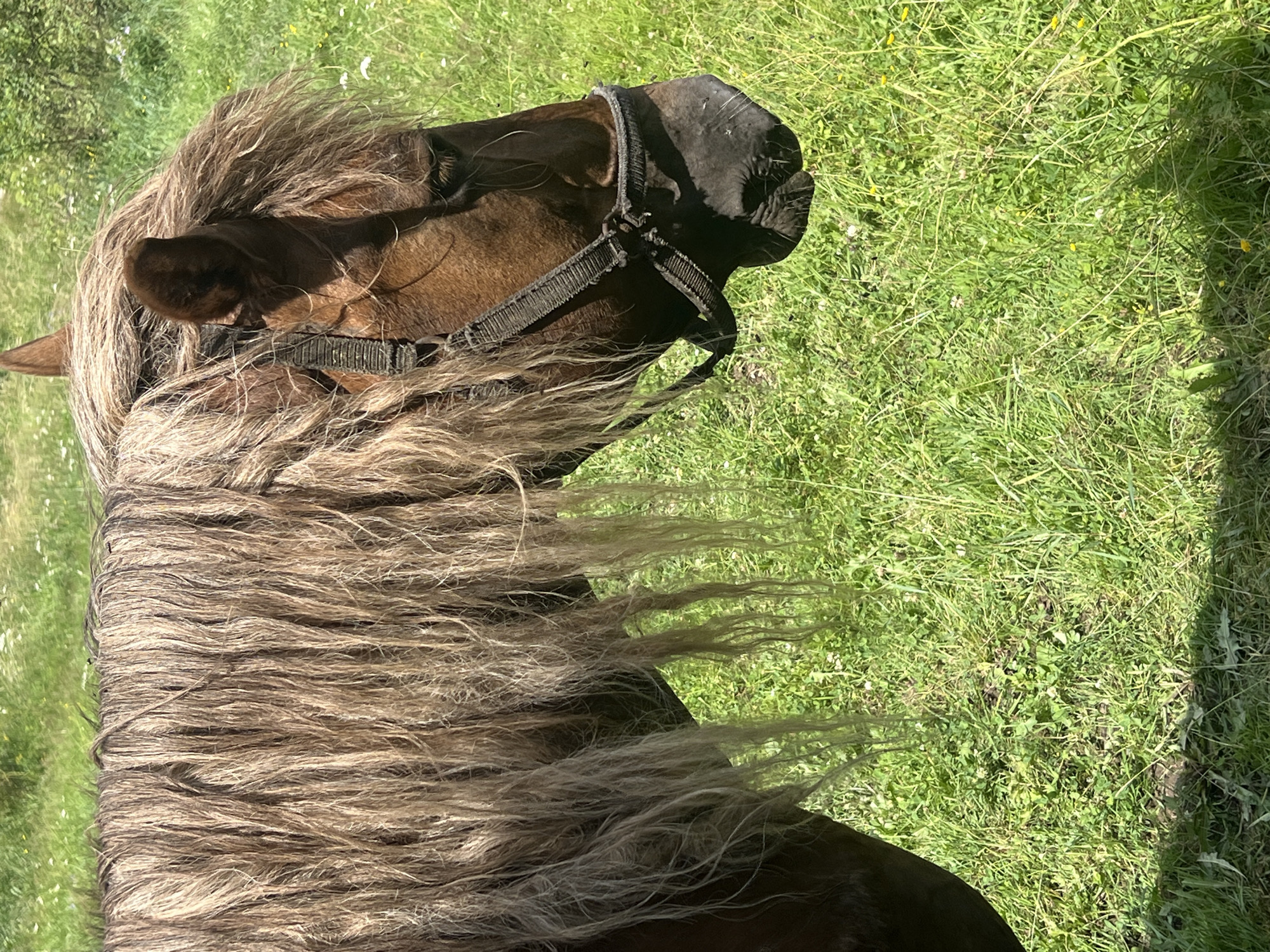 A close-up, medium shot shows the head and mane of a brown horse standing in a field of tall green grass. The horse's mane is long and thick, with lighter brown and grey strands. The horse is wearing a dark bridle with metal buckles. The horse's head is turned to the right, with its eye visible and its mouth closed. The background is a blurry expanse of green grass and some scattered white and yellow wildflowers. The lighting suggests a sunny day. The location is Unknown, Unknown.