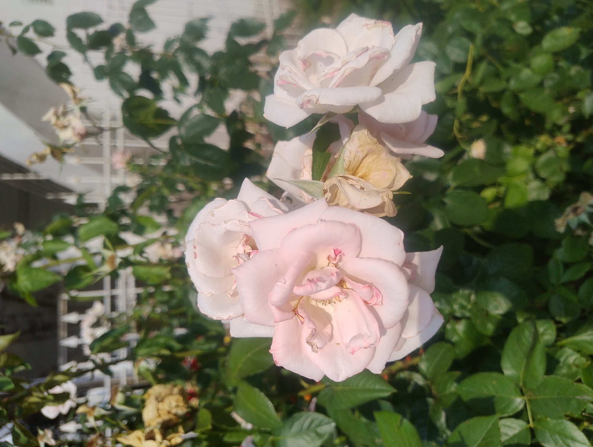 A close-up, medium shot captures a cluster of pale pink and white roses in full bloom, with one rose in the foreground prominently displayed. The roses are positioned in the center of the frame, with their delicate petals slightly curled and showing hints of pink along the edges. Some of the roses appear to be wilting, with dried and brown petals visible amongst the fresh ones. The background is a blur of lush green foliage, suggesting a garden setting. Behind the greenery, a white picket fence is faintly visible, along with parts of a white building. The lighting is natural and bright, indicating an outdoor scene bathed in sunlight. The overall impression is one of natural beauty, with a touch of the ephemeral nature of flowers.