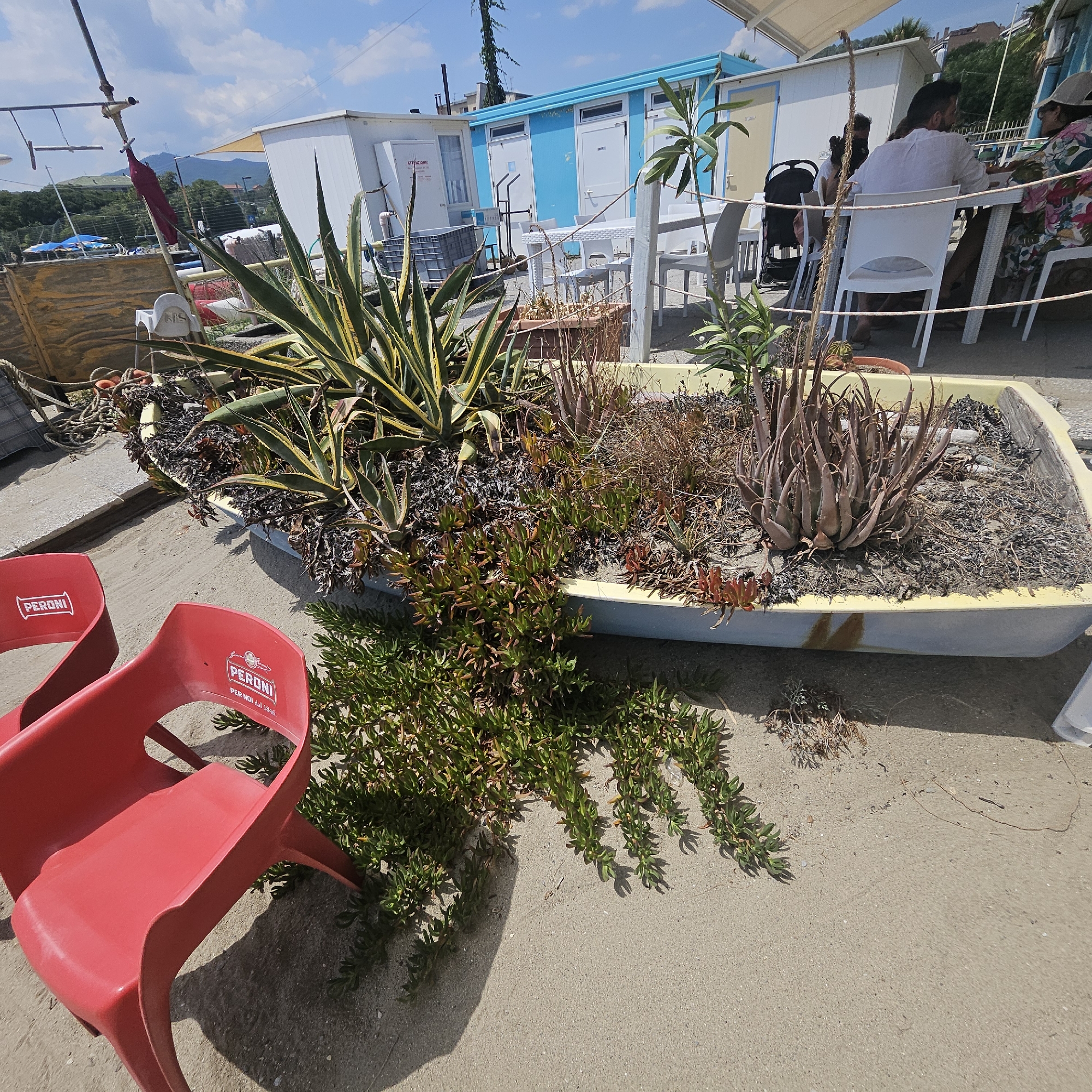 The image depicts an outdoor scene at a beachside establishment, likely in Savona, Italy. Two bright red plastic chairs with "PERONI" branding are prominent in the foreground, one partially obscuring the other. Behind the chairs, a long, light-colored planter box is filled with various succulents and arid plants, including a large agave with yellow-striped leaves and a smaller aloe vera plant with reddish-brown leaves. The planter box appears to be an upcycled boat hull. The ground is sandy, with some areas of paved surface. In the background, several modular structures are visible, including white and light blue cabins with white doors. Some tables and chairs are set up outside one of the structures, and a few people are seated at a table. The environment suggests a casual, sunny day at a beach resort or bar.