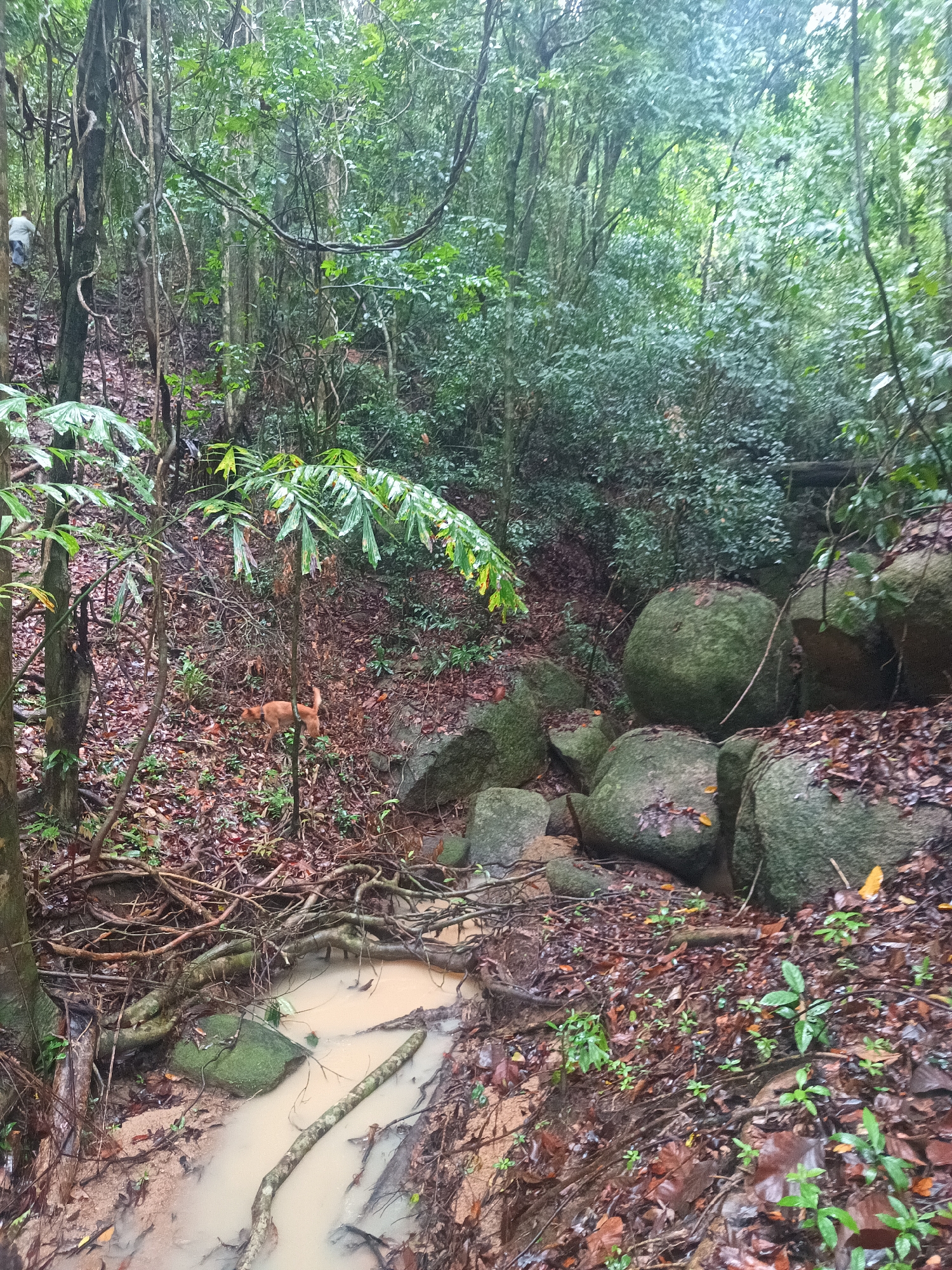 The image captures a forested area in Baan Thong Nang, Thailand. A small, muddy stream meanders through the scene, cluttered with fallen branches and exposed tree roots. Moss-covered rocks are scattered along the stream's edge. A light brown dog stands on the leaf-covered slope to the left of the stream. In the background, dense vegetation dominates, with various trees and plants visible. A distant person is visible on a slope behind the vegetation.