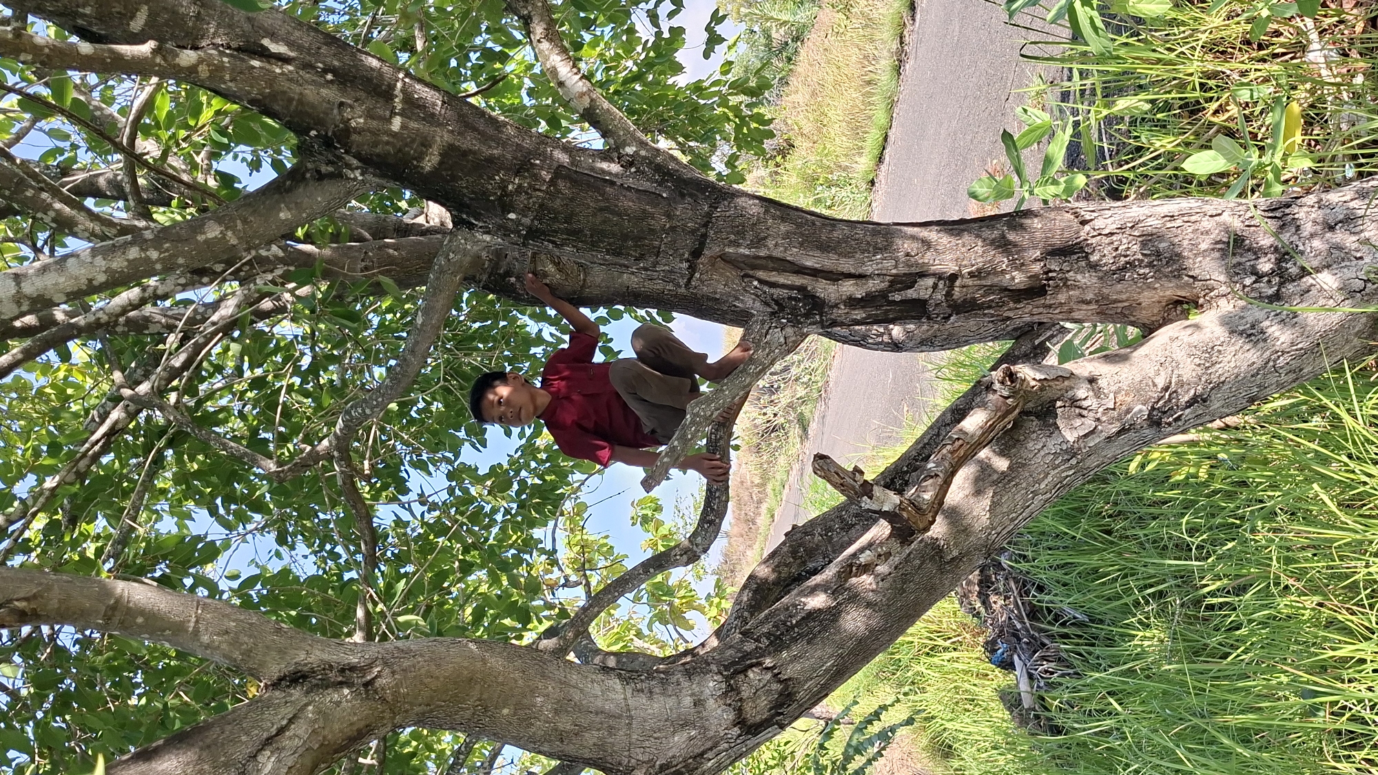 The media file shows a young boy in a red shirt and brown pants sitting on a thick, fallen tree branch. He is looking towards the camera with a neutral expression. The boy is partially obscured by the green leaves of a large tree, with parts of its trunk and branches also visible. The scene is set outdoors, with a sunlit environment suggesting daytime. In the background, a paved pathway or road runs alongside lush green grass and vegetation, hinting at a rural or semi-rural setting, possibly near a rice paddy based on the textures and colors of the distant field. There is no visible text in the image. The orientation of the image is rotated 90 degrees clockwise. The boy's posture and the overall scene suggest a moment of rest or pause while engaged in climbing or playing around the tree. The lighting indicates a sunny day, and the abundance of green foliage points to a warm climate. The location context of Lhokseumawe, Indonesia, further supports the interpretation of a tropical environment.
