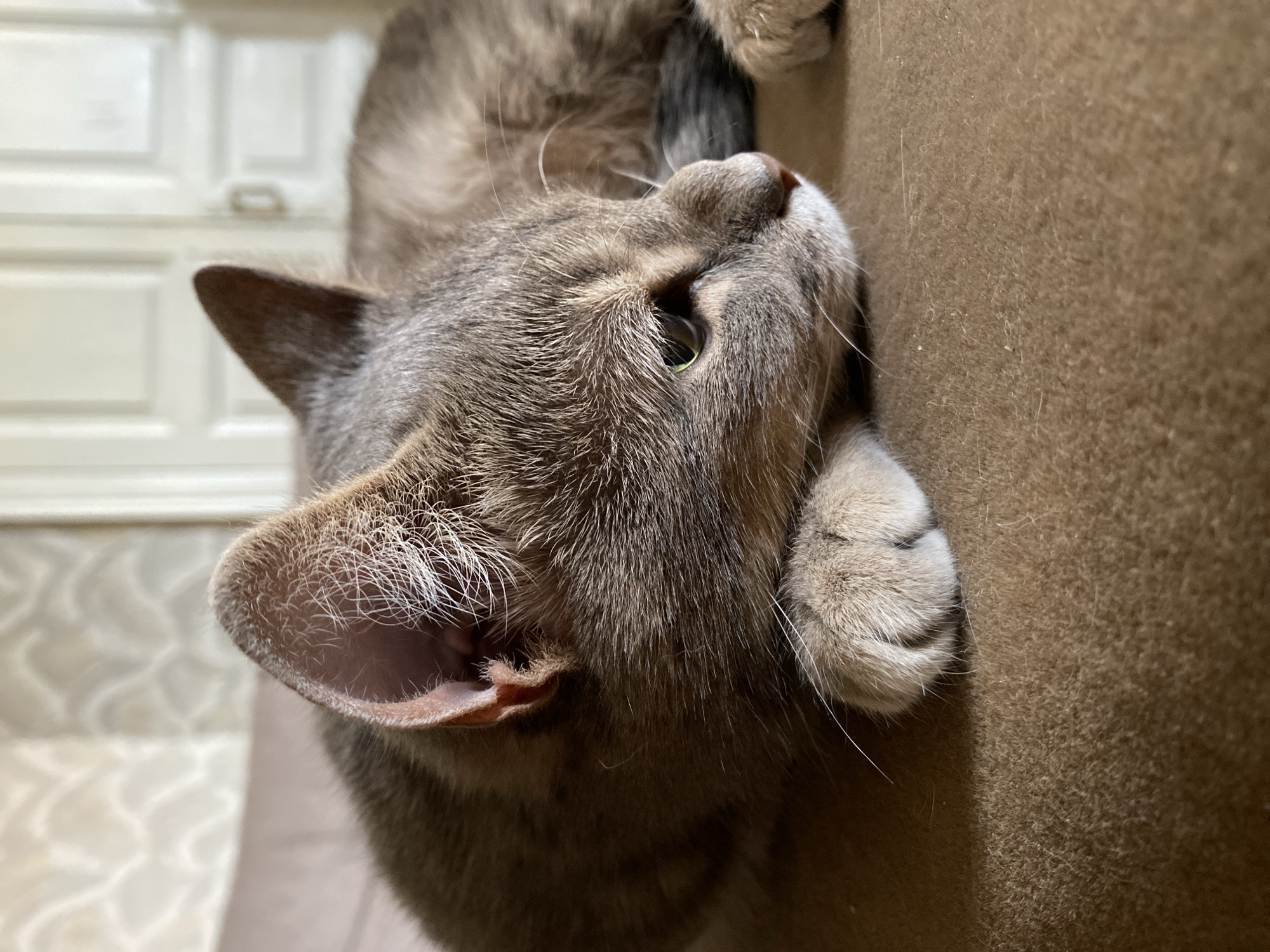 The image is a close-up, vertically oriented photograph of a domestic cat's face. The cat is a tabby with gray fur and green eyes. Its head is tilted upwards, and its gaze is directed off-camera to the right. One of its paws is visible, resting on a textured, brown surface that appears to be upholstery. The background is blurred, but hints of a light-colored wall with a paneled design and possibly a door or closet can be discerned. The lighting suggests an indoor setting, likely during the daytime. The cat's expression could be interpreted as curious or attentive. There is no visible text in the image.