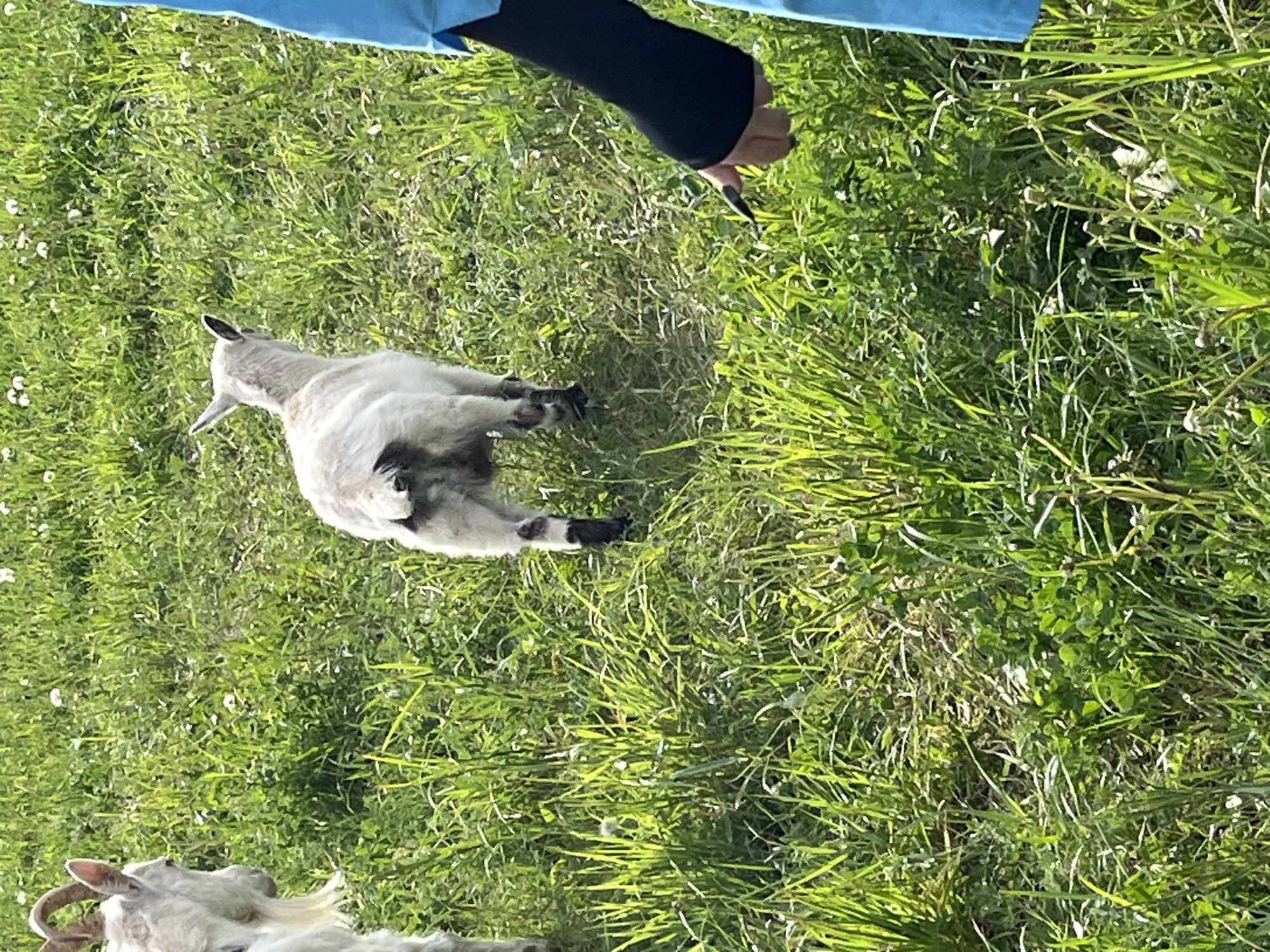 A goat is lying in grass. Another goat is visible in the lower left corner. A person is above the goat. The image appears to be taken in a field. Ludorvay, Russia is not discernible.