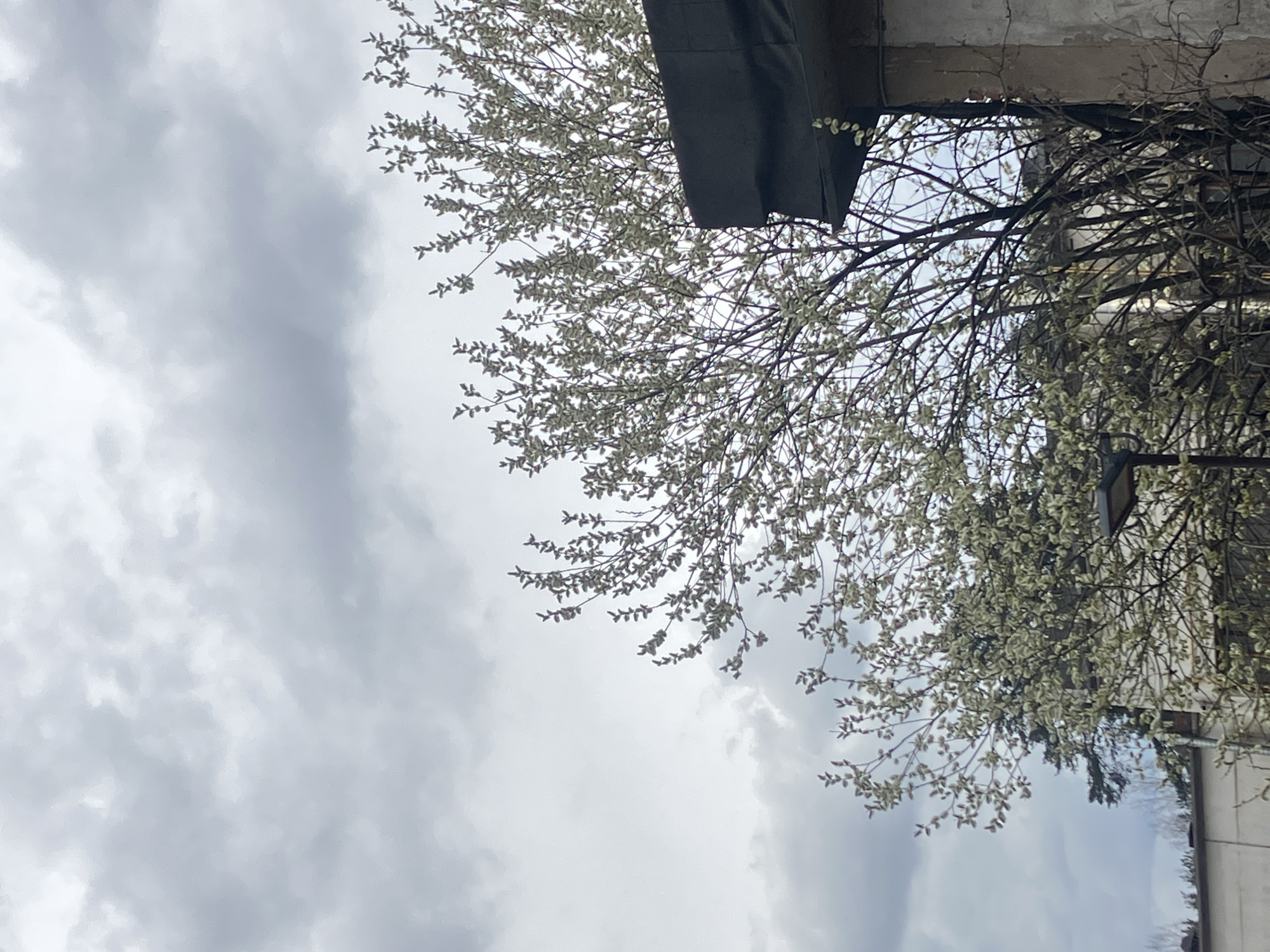 An outdoor, upward-facing shot captures a tree with nascent foliage against an overcast sky, framed by parts of buildings. The sky, dominating the left and lower sections of the image, is filled with soft, diffused gray and white clouds, suggesting a cloudy or overcast day.
The central and upper right portions of the frame are taken up by the intricate branches of a tree, densely covered with numerous small, light-colored buds or catkins, characteristic of early spring (possibly pussy willow). This indicates the season is spring, with new growth just emerging.
Portions of two buildings are visible. In the upper right corner, there's a dark, flat roofline, possibly made of roofing felt or metal, with a light-colored, weathered wall below it. Further to the right, another section of a light-colored building wall is partially obscured by the tree branches. No human activity is visible, making the scene a quiet observation of nature in an urban or suburban setting within Noviy, Russia. There is no visible text in the image.