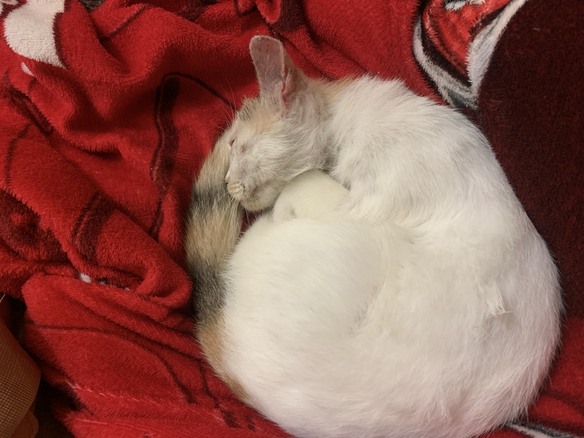 A calico kitten is curled up asleep on a red blanket. The kitten is mostly white with patches of orange and black. Its tail is curled around its body. The blanket is soft and fuzzy, with a red and black plaid pattern. The scene is likely indoors, perhaps in a home in Jajag, Indonesia, where the kitten is being kept warm and comfortable. The kitten appears to be young and healthy, and is resting peacefully.