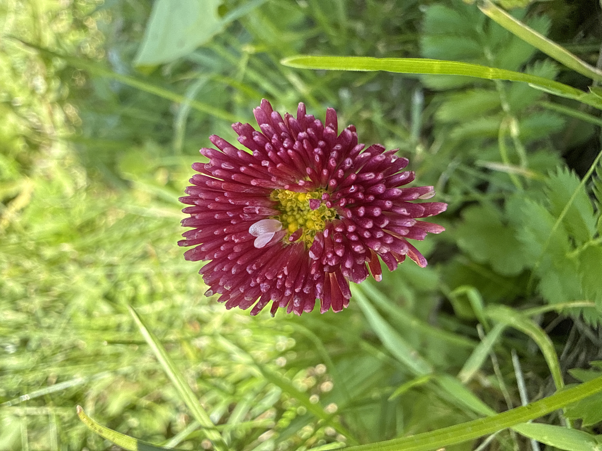 A close-up, high-angle shot focuses on a single, dark pink, pom-pom-like flower with a yellow center, situated in lush green grass. The flower exhibits numerous thin, tightly packed petals. A small, pale pink heart-shaped object is visible on the flower's surface, near the center. The background is blurred, showing a soft focus of green grass and foliage. The image appears to have been taken outdoors in natural light. The location is specified as Дзержинец-83 Снт, Russia.