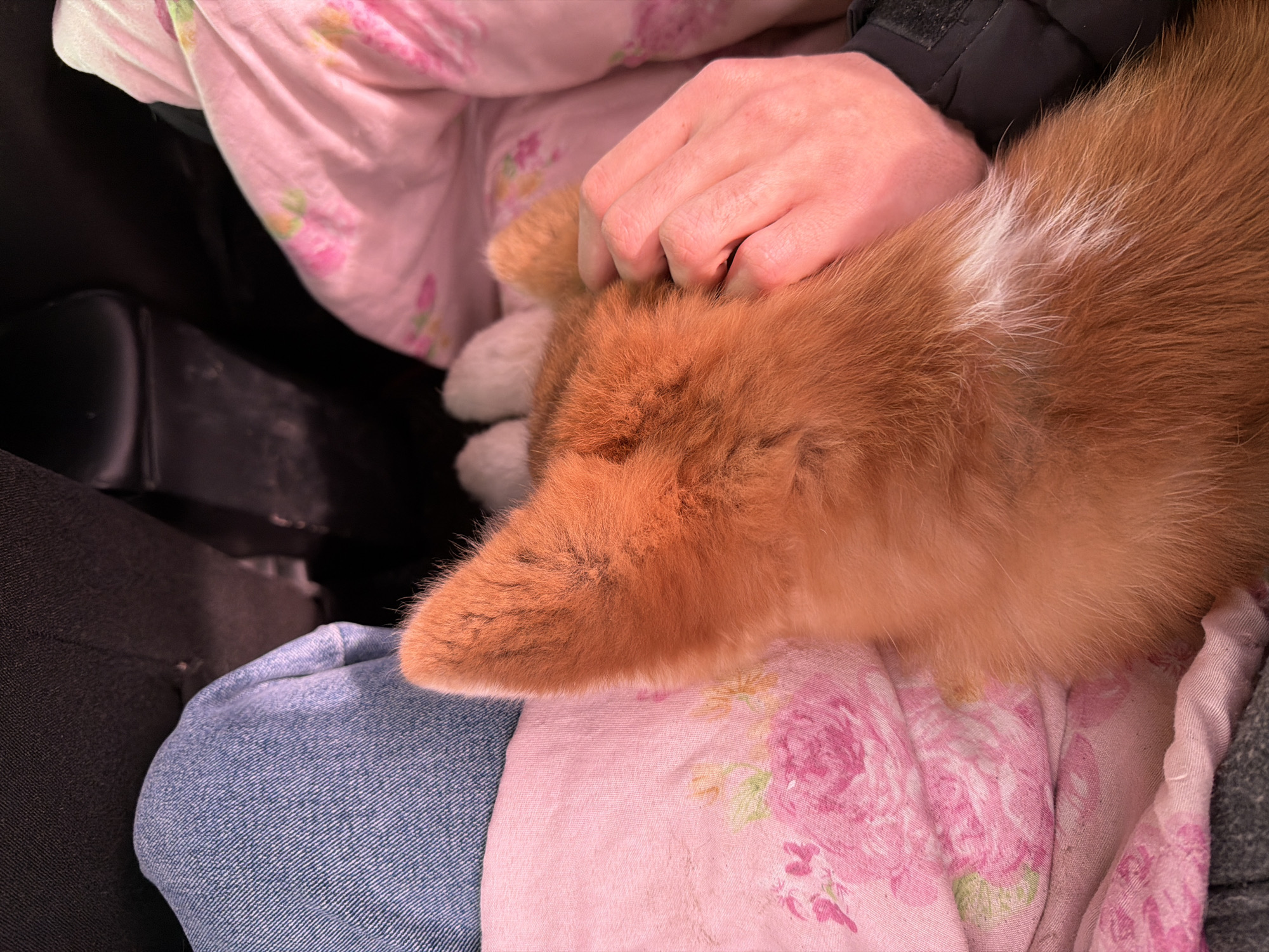 A close-up image shows a person holding a corgi puppy. The person is wearing blue jeans on the left leg and a pink floral-patterned fabric rests on their lap, possibly a blanket or part of their clothing. The puppy, primarily orange with white markings, is positioned across the person's lap and their head is being cradled by the person's hand. The background suggests the interior of a vehicle or confined space with dark upholstery visible behind the person. The location cannot be determined from the image.