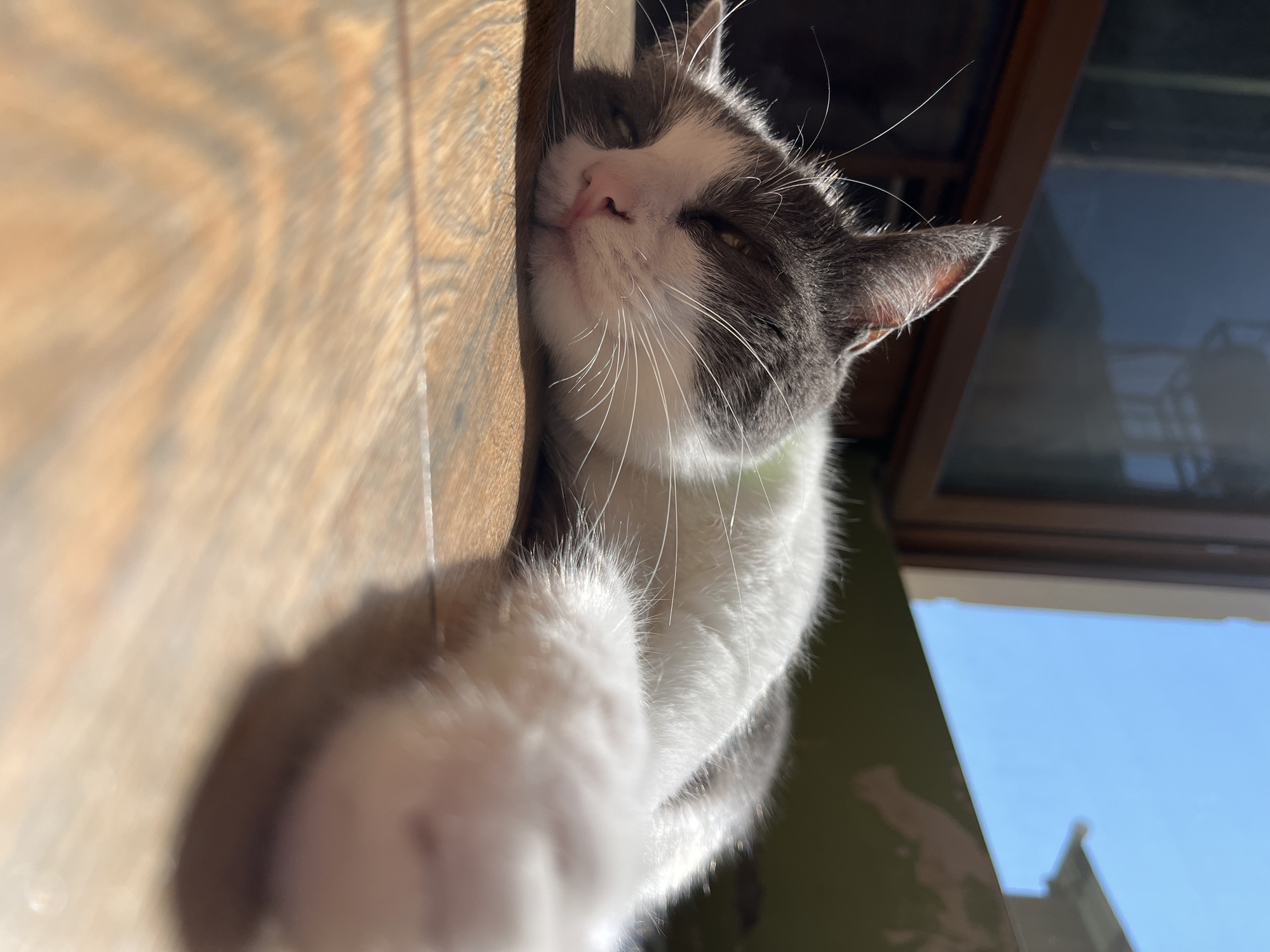 A domestic cat, with grey and white fur, is sleeping on a wooden floor. The cat is lying on its side, with its head resting on its paws. Sunlight streams in from a window, illuminating the cat and casting shadows on the floor. In the background, a window reflects the blue sky and part of a building. The scene appears to be outdoors, possibly on a balcony or patio in Ureki, Georgia, given the presence of outdoor elements and the architectural style suggested by the background. The overall impression is one of peaceful relaxation in a sun-drenched environment.