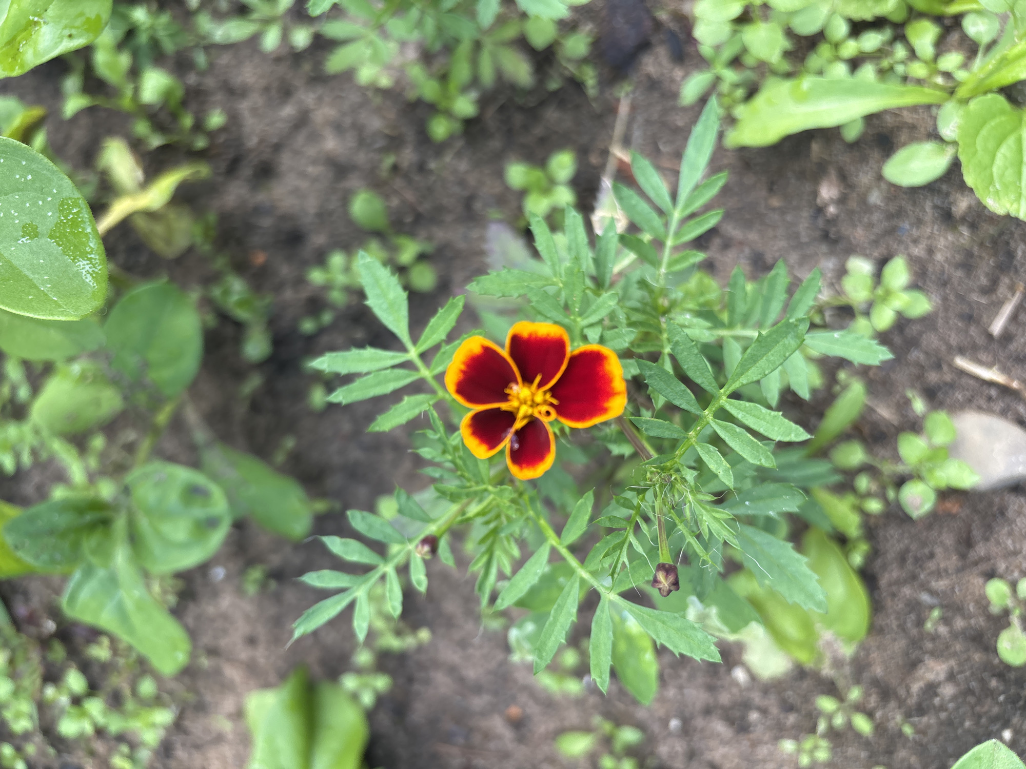 A single, open marigold flower with dark red petals edged in bright yellow is centered in the frame. The flower is surrounded by its own feathery green foliage. Two small, dark marigold buds are visible on stalks near the main flower. The flower and its plant are growing in dark soil, which is interspersed with other small green plants and some fallen leaves or debris. The background is blurred, suggesting a shallow depth of field, and consists of more greenery and soil. The image appears to be a close-up, high-angle shot of a small flower in a garden. The specific location in Kurgan, Russia, cannot be determined from the image itself.