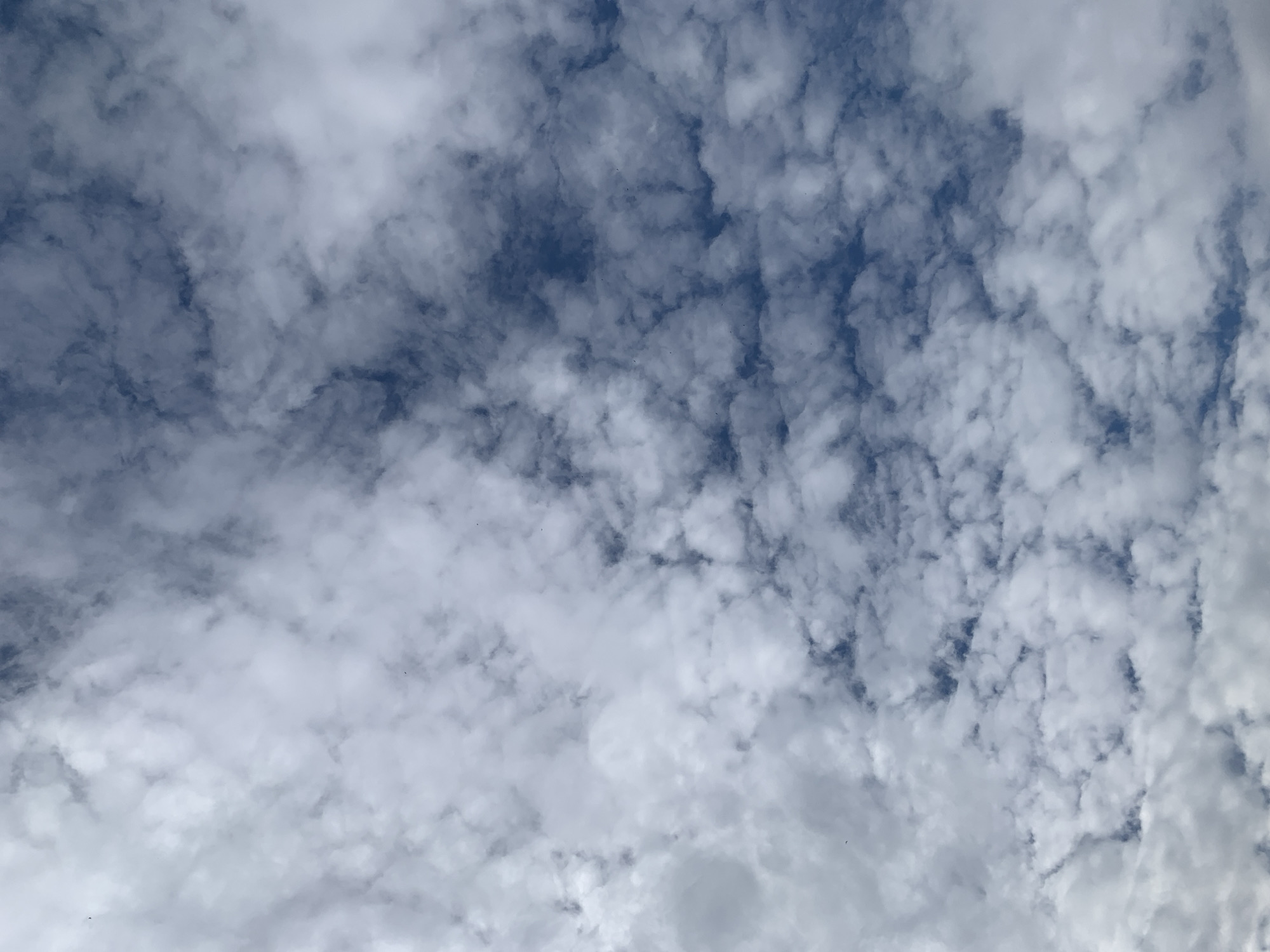 The image depicts an expansive daytime sky over Rafin Par, Nigeria. The sky is predominantly covered by a scattered formation of white and light grey clouds, consistent with altocumulus or stratocumulus cloud types. Numerous distinct patches of dark blue sky are visible between the cloud masses, particularly towards the right side of the frame. Multiple minute, dark specks, likely representing distant avifauna, are distributed across the visible sky and cloud surfaces. Illumination indicates daylight conditions without direct solar visibility. No ground, structures, or human activity are visible within the frame.